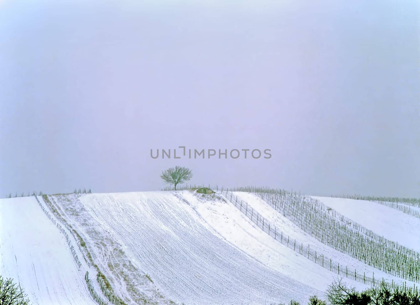 Fields in the Winter