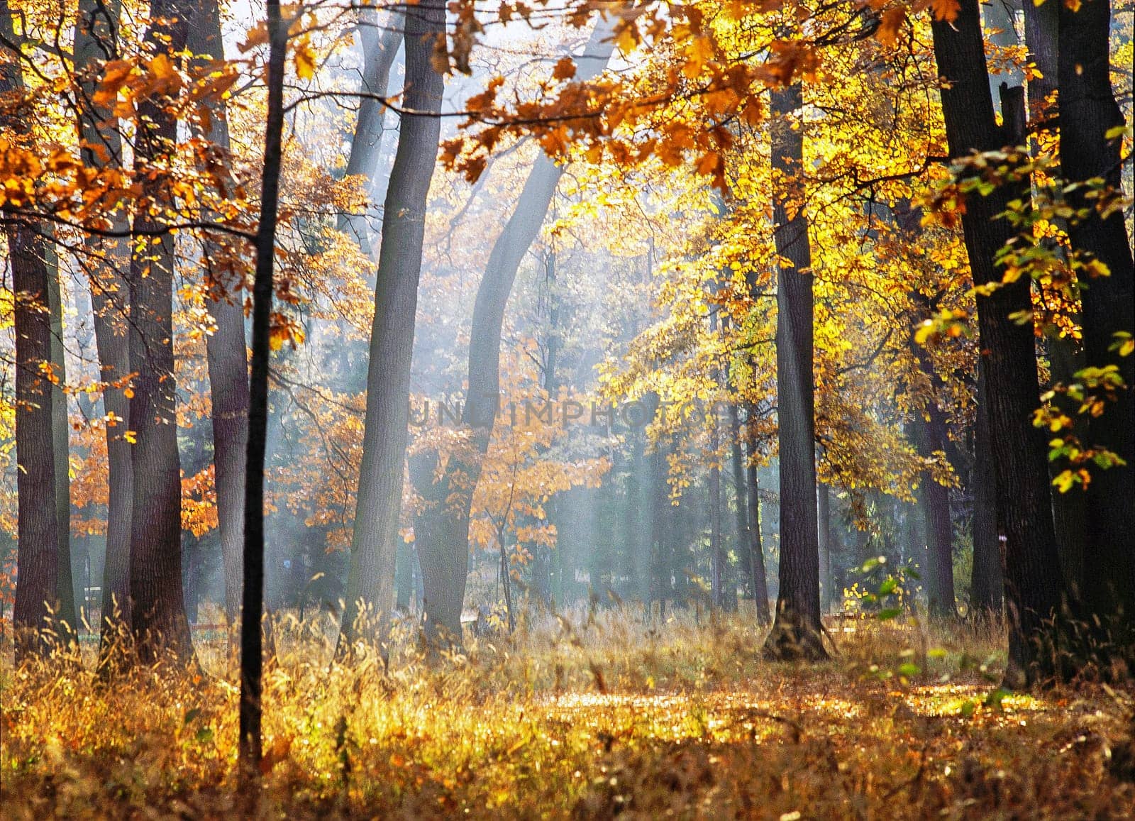 Autumn forest with sun rays