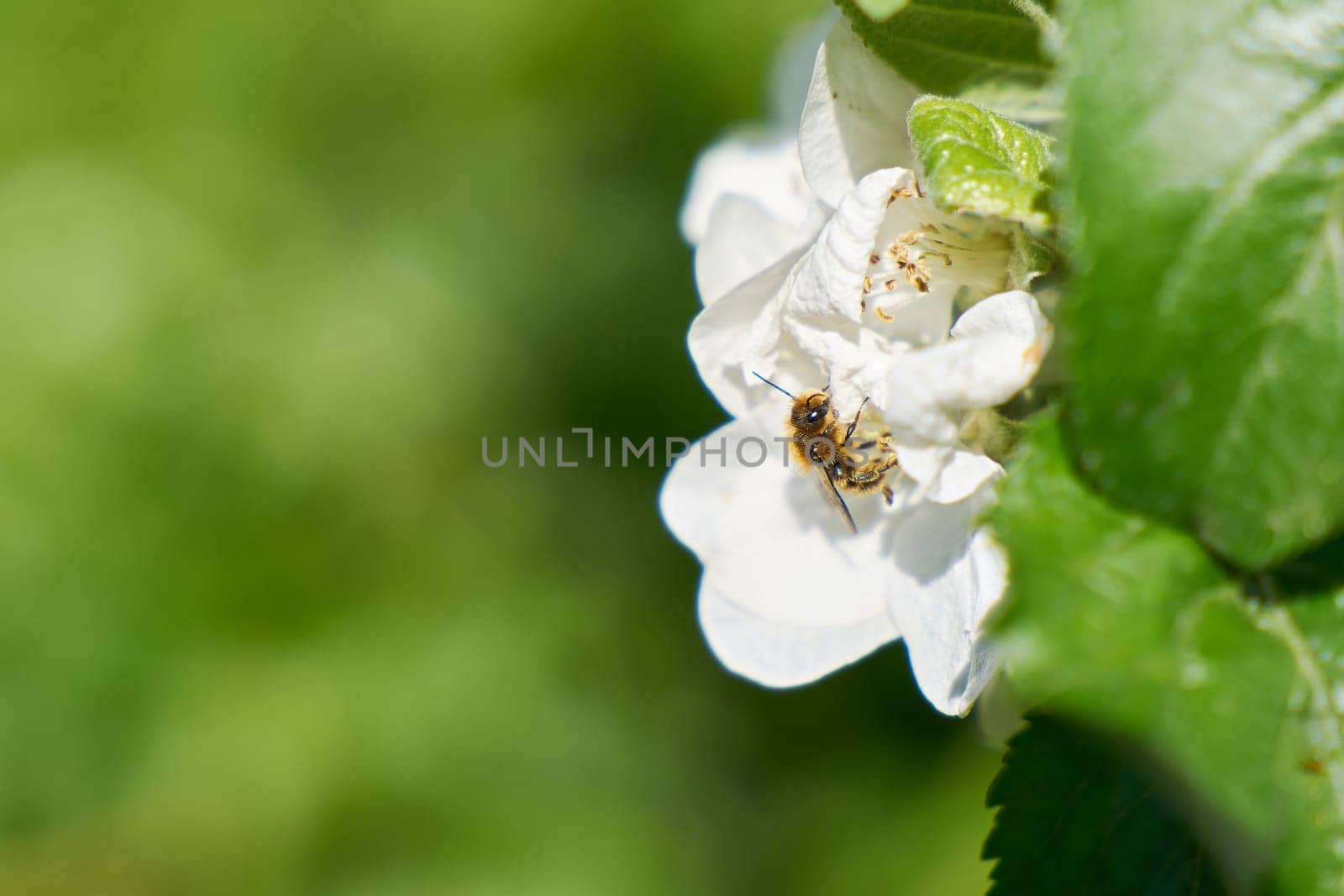 Wild bee on an apple tree blossom in spring with text space on the left side of the picture