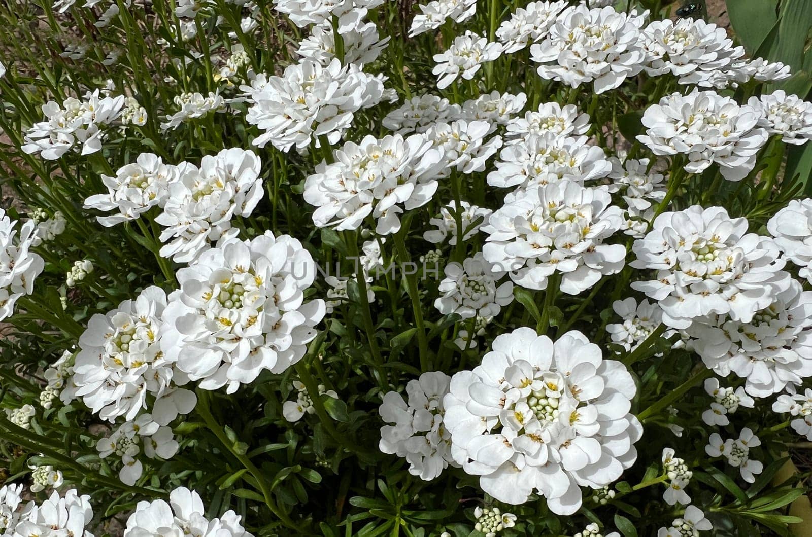 Bitter ribbon flower,Iberis amara is an important medicinal and medicinal plant with white flowers. Bitter candytuft,Iberis amara is an important medicinal and medicinal plant with white flowers