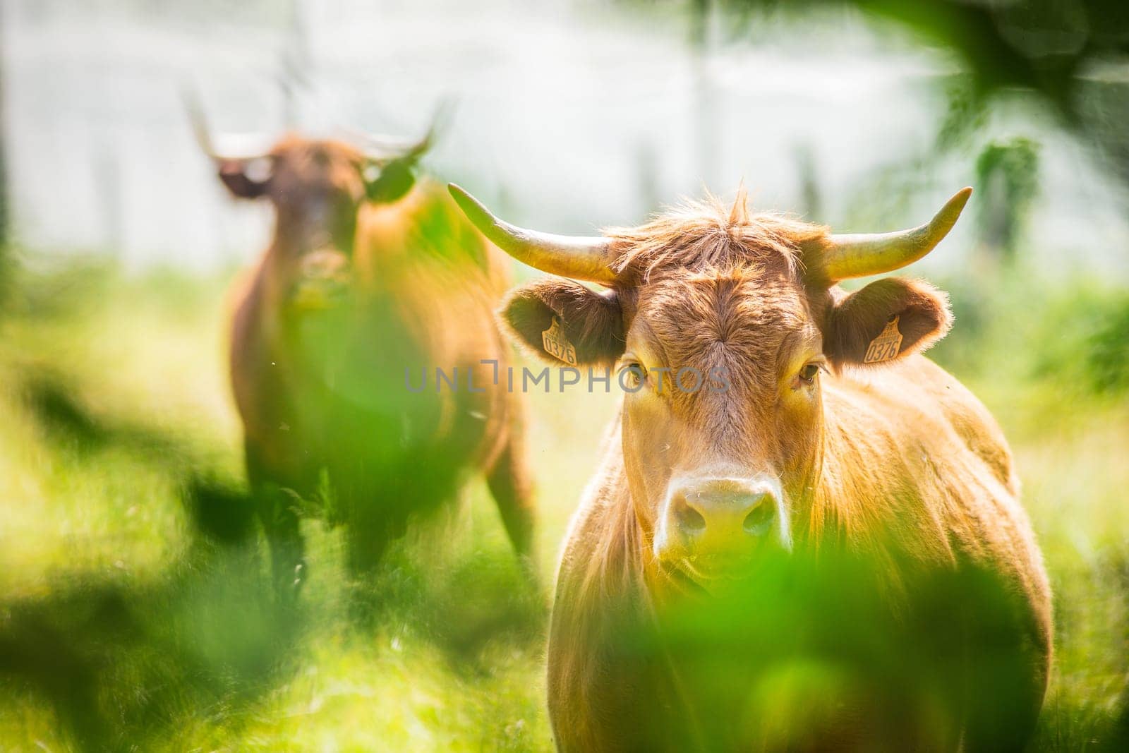 Two Salers cows cattle in the nature in Auvergne, photography in France