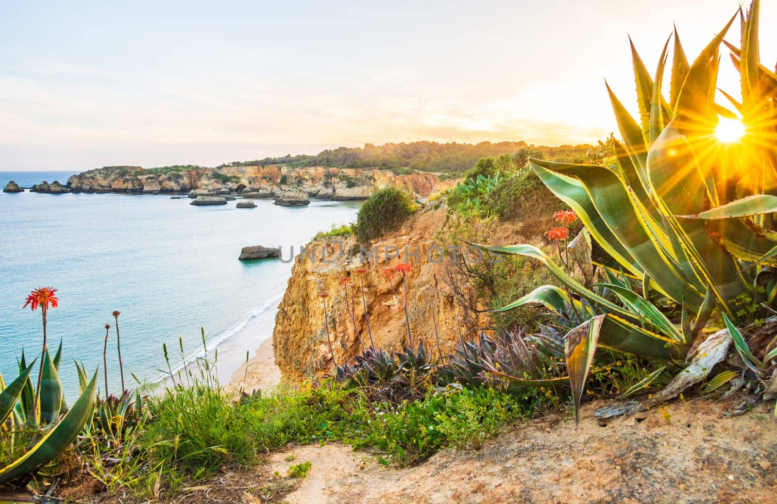 Praia do Alemão overlooked in the sunset from the rugged flowery coastline  near Portimão in the Algarve, Portugal