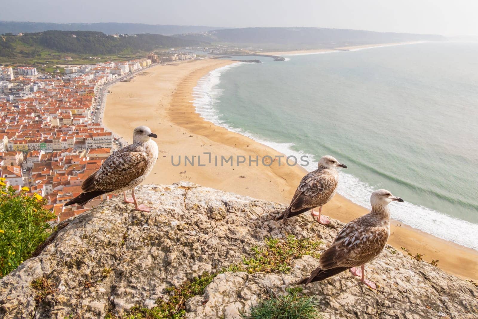 Aerial view of  Nazaré town and the Atlantic ocean observed by yellow-legged gulls in Portugal