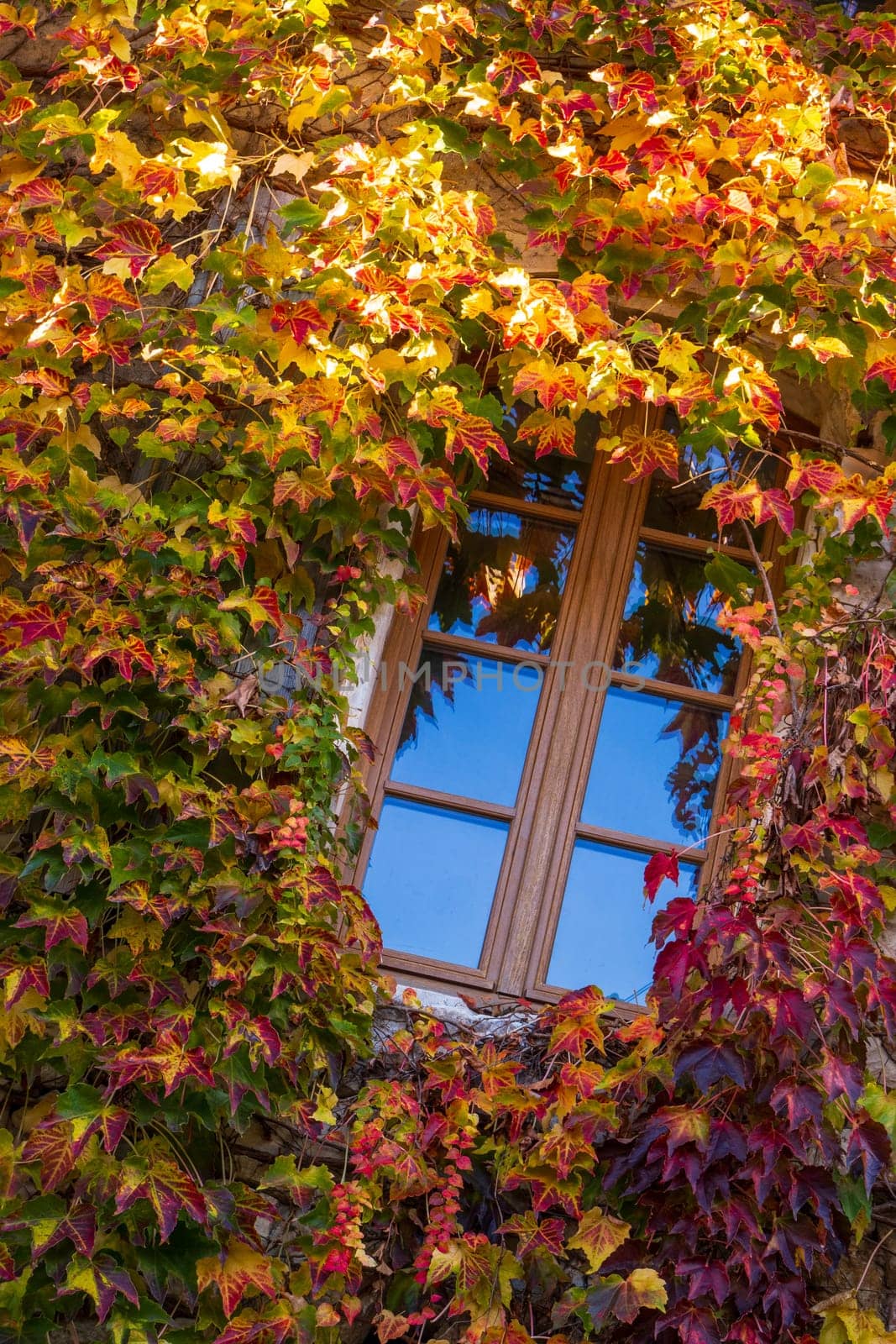 Window surrounded by ivy vine with autumn colors facade. Vertical photography