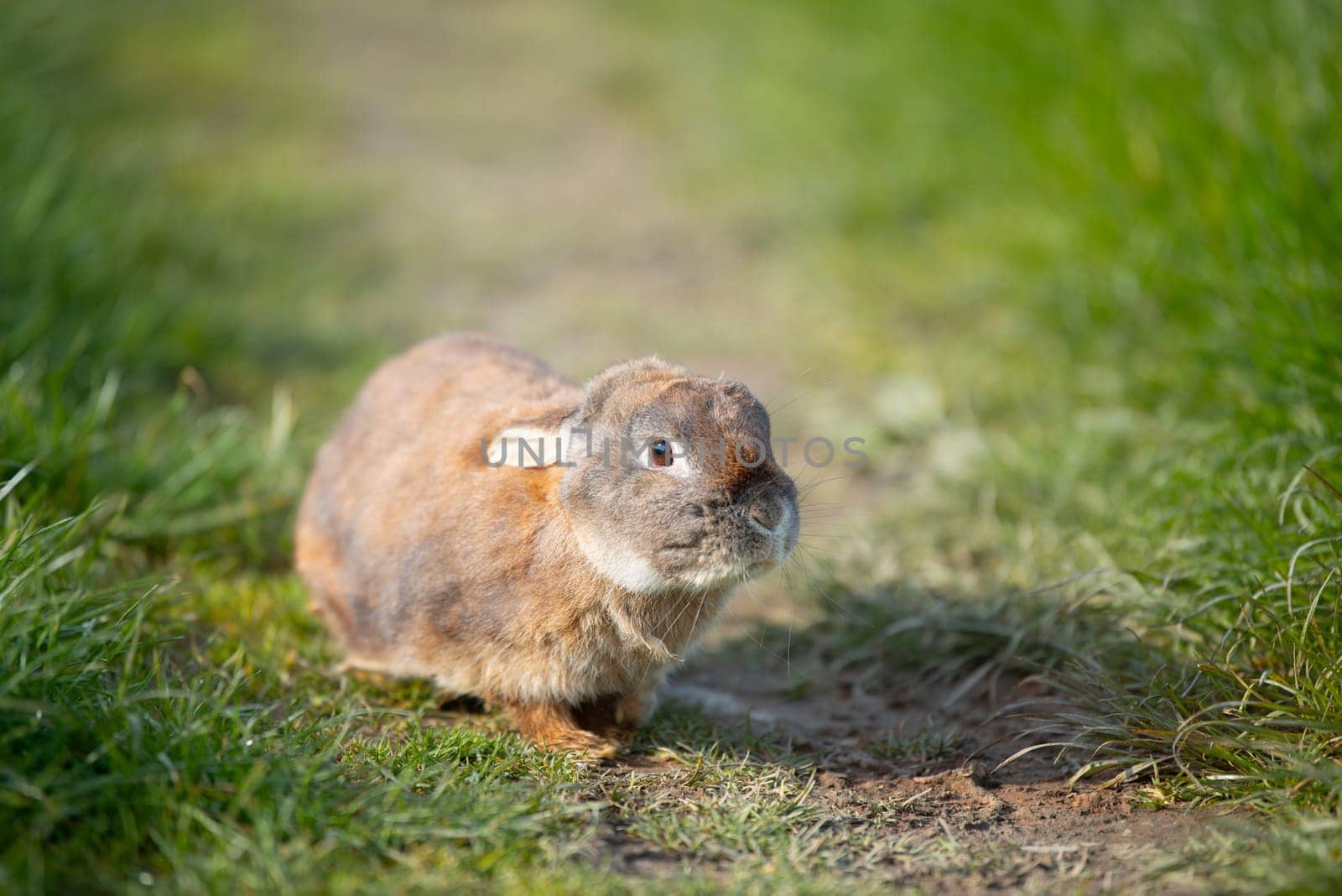 Domestic rabbit or bunny on a green spring meadow in nature, cute animal wildlife, pet on a farm