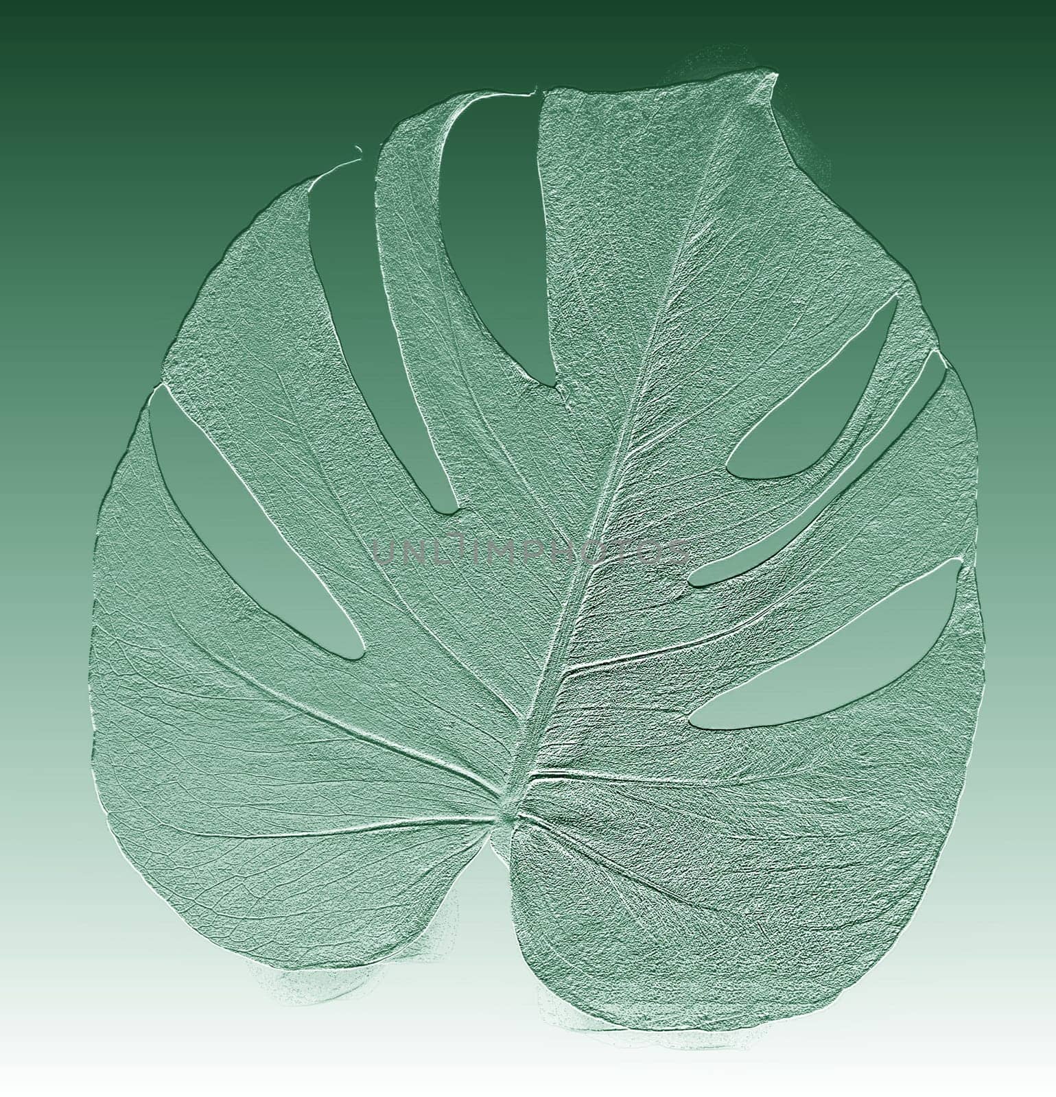 Abstract rough grained background with the texture of a green tropical palm leaf