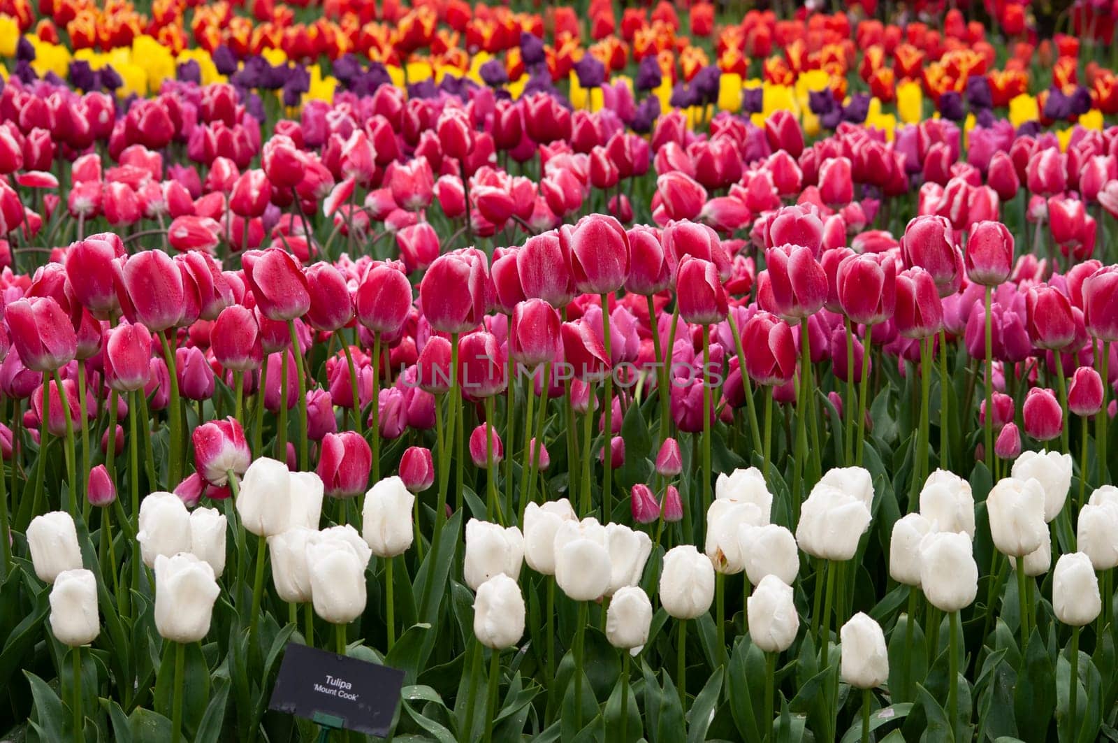 Keukenhof park of flowers and tulips in the Netherlands. Beautiful outdoor scenery at Holland