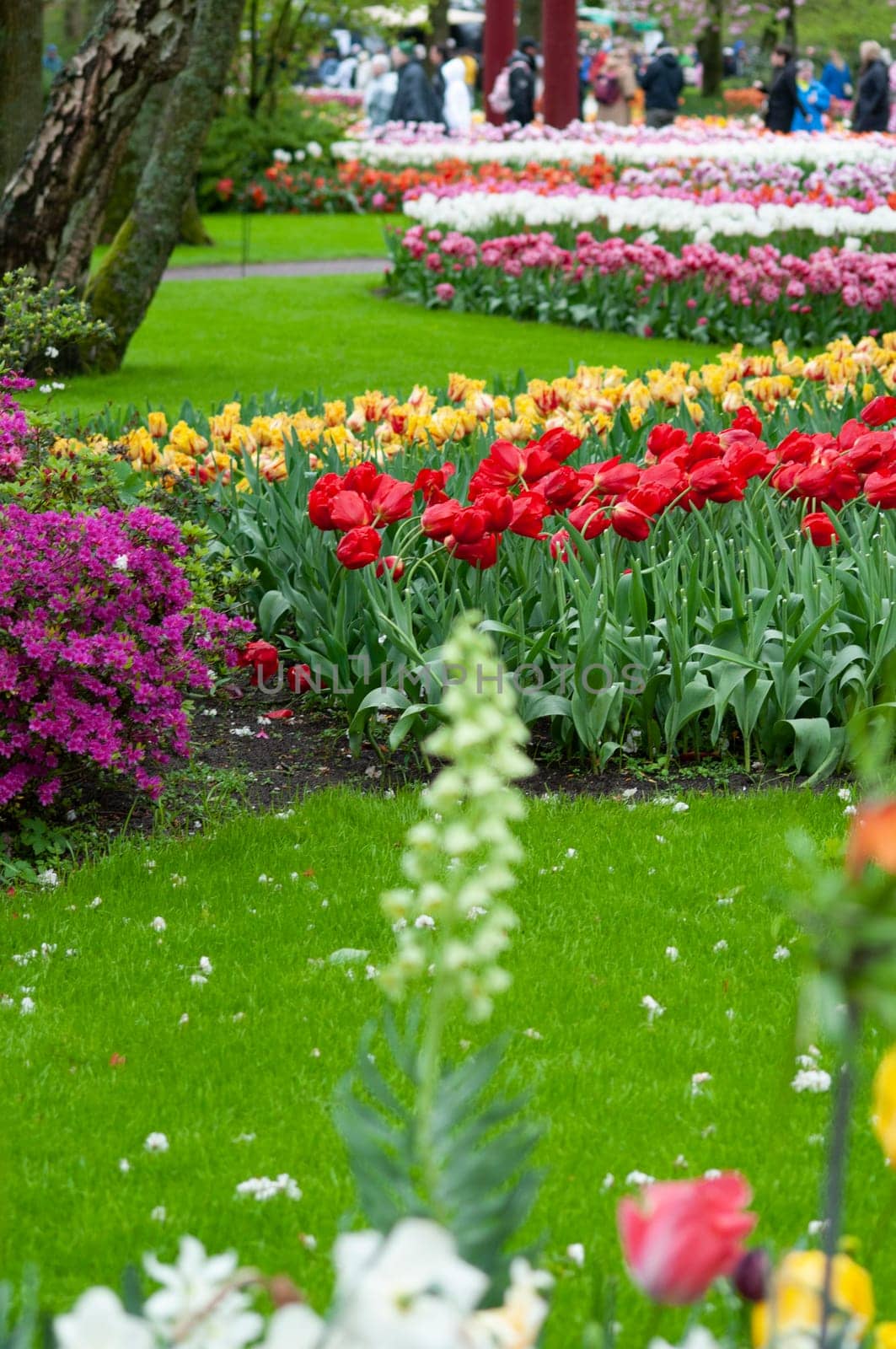 Keukenhof park of flowers and tulips in the Netherlands. Beautiful outdoor scenery at Holland