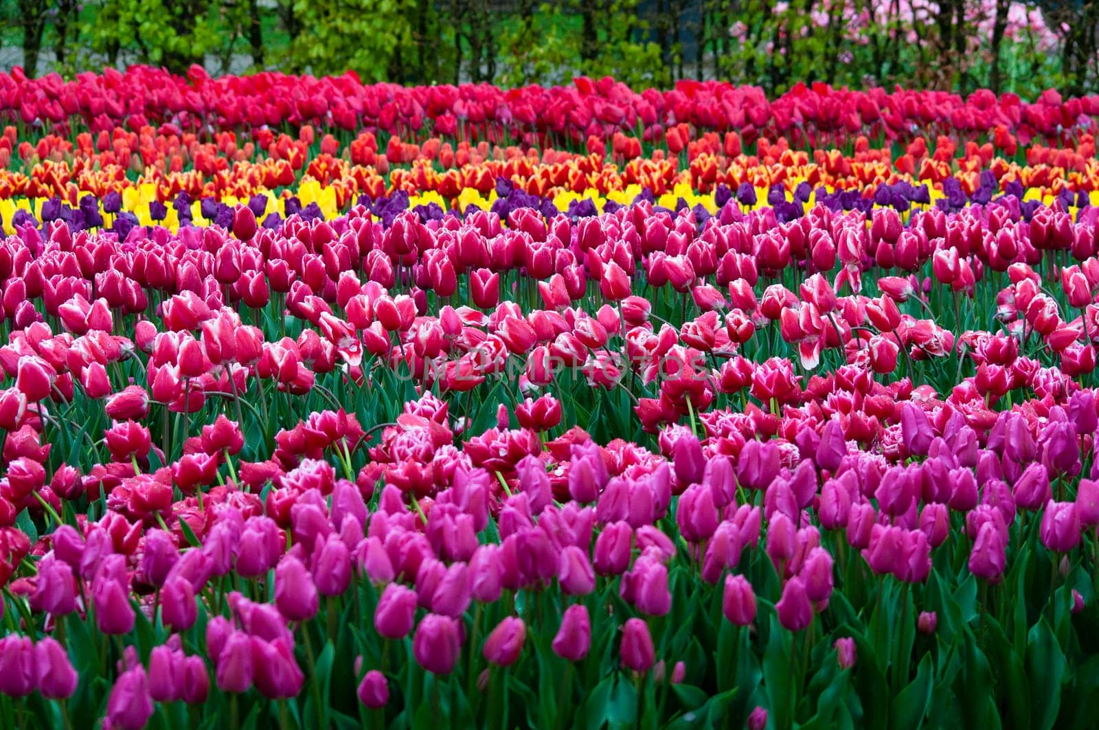Keukenhof park in Netherlands - best park of flowers
