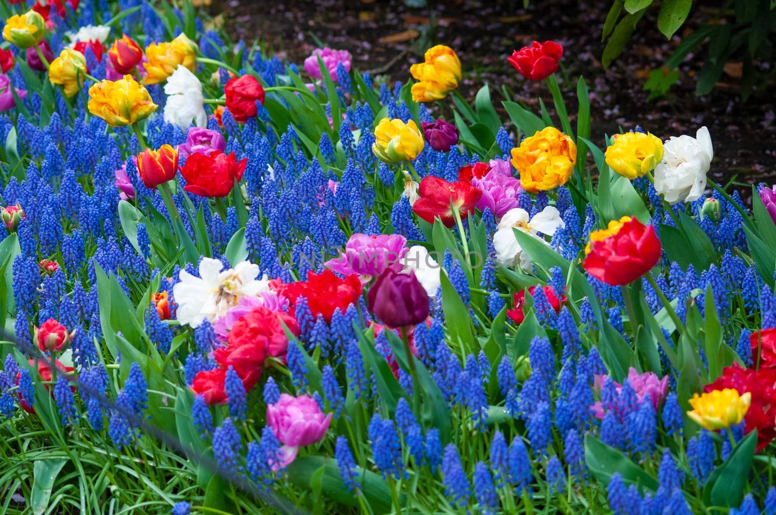 Keukenhof park of flowers and tulips in the Netherlands. Beautiful outdoor scenery at Holland
