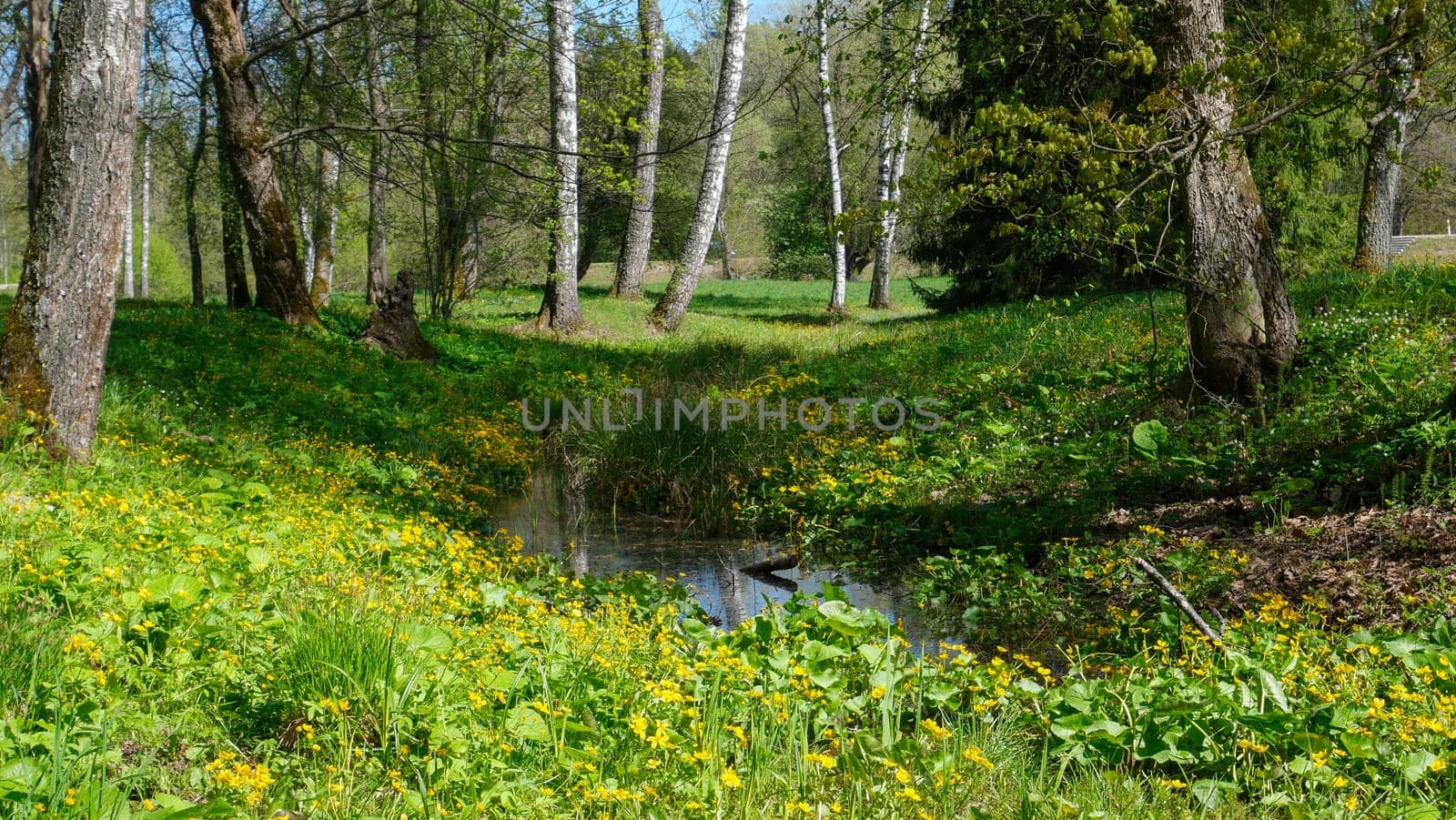 Trees, water and undergrowth in woods in a springtime
