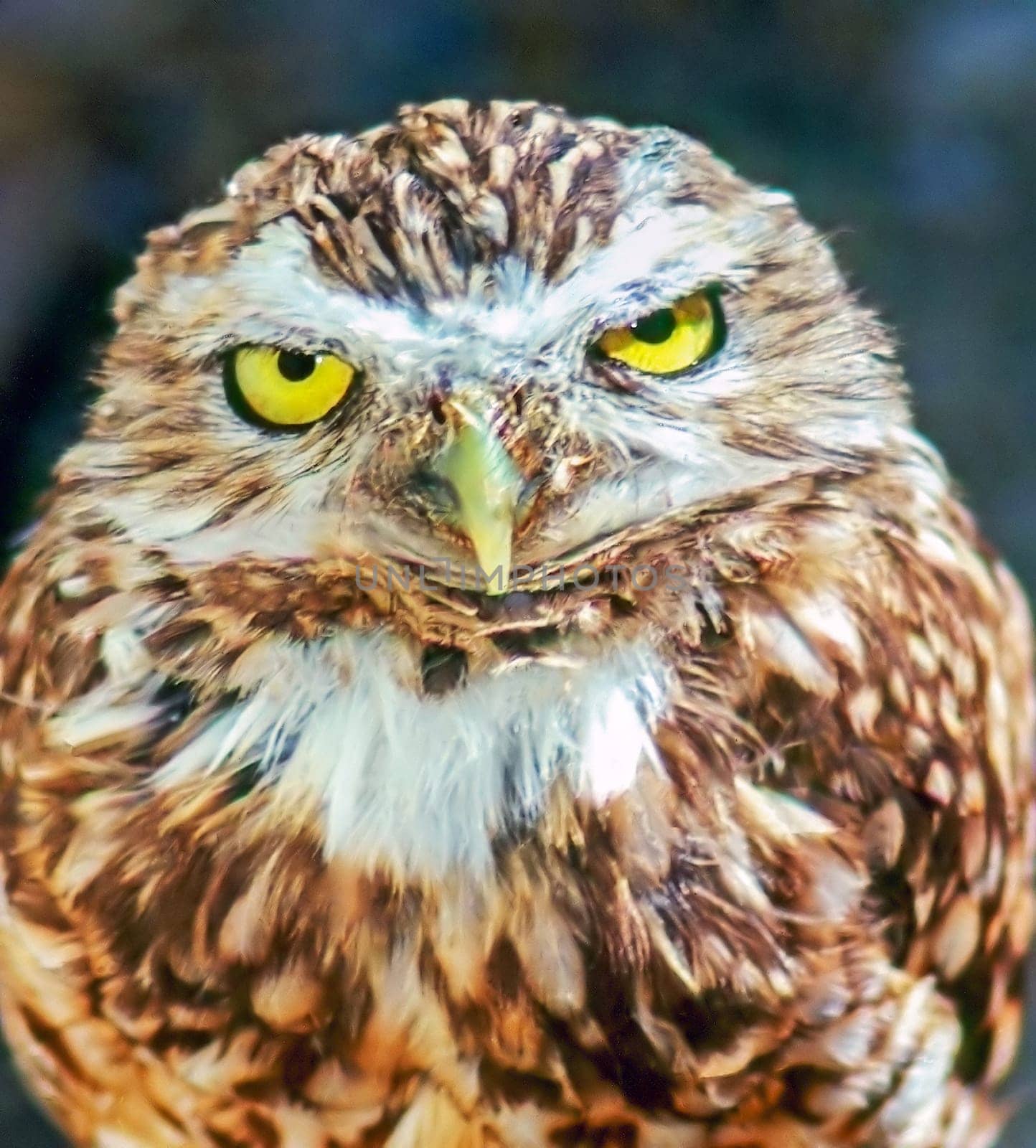 Close up of a Burrowing Owl