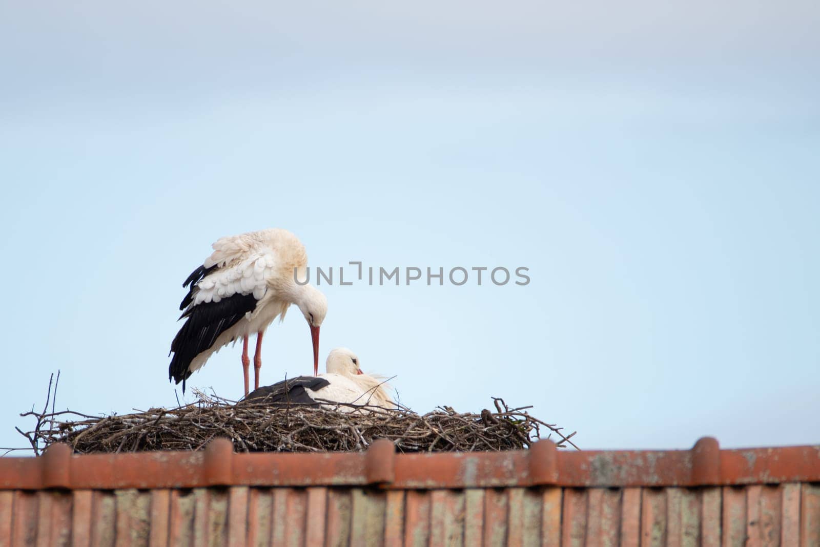 Couple white storks on the nest, stork breeding in spring, ciconia, Alsace France, Oberbronn
