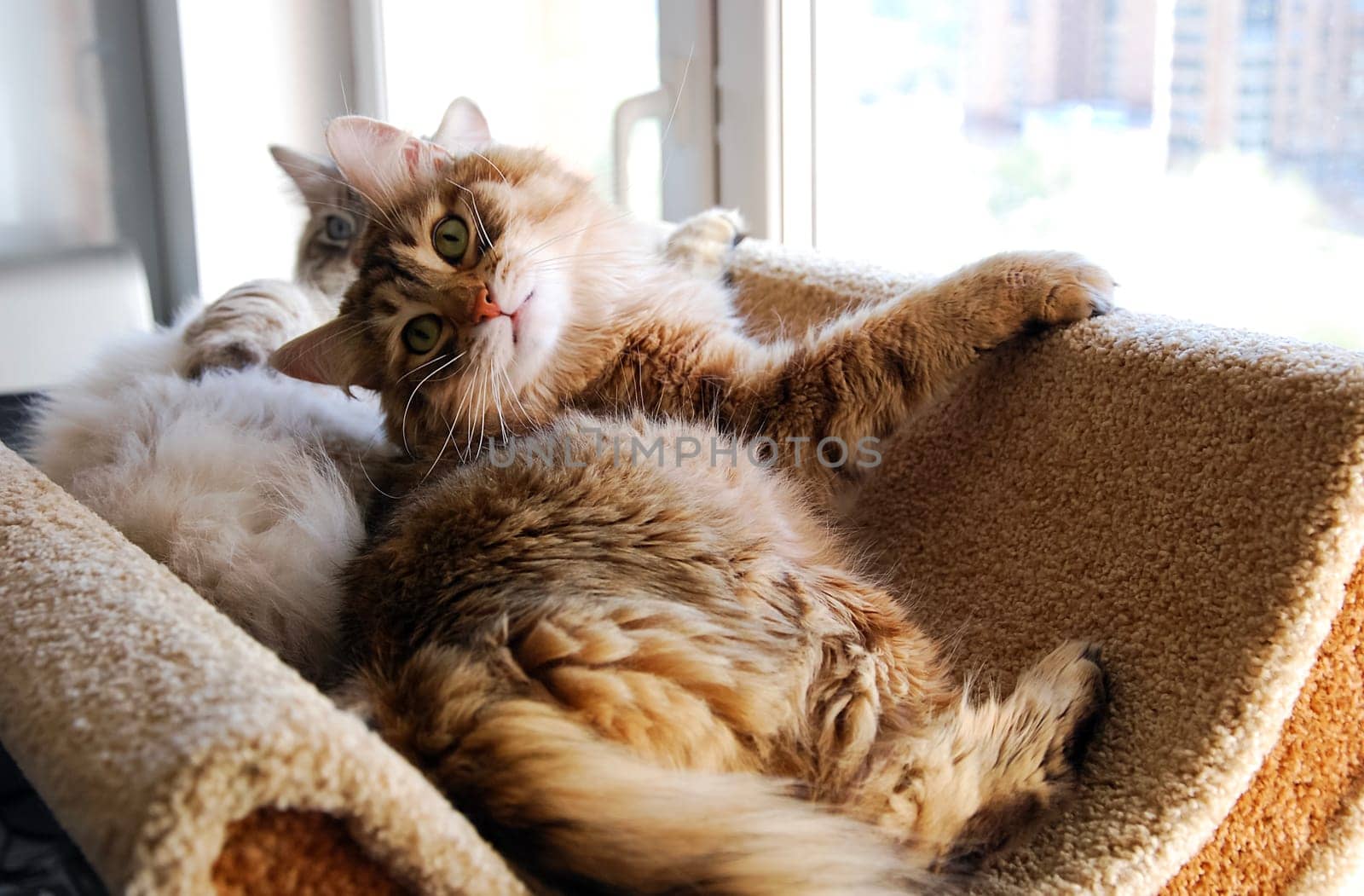 Cats, a lovely fluffy a pets