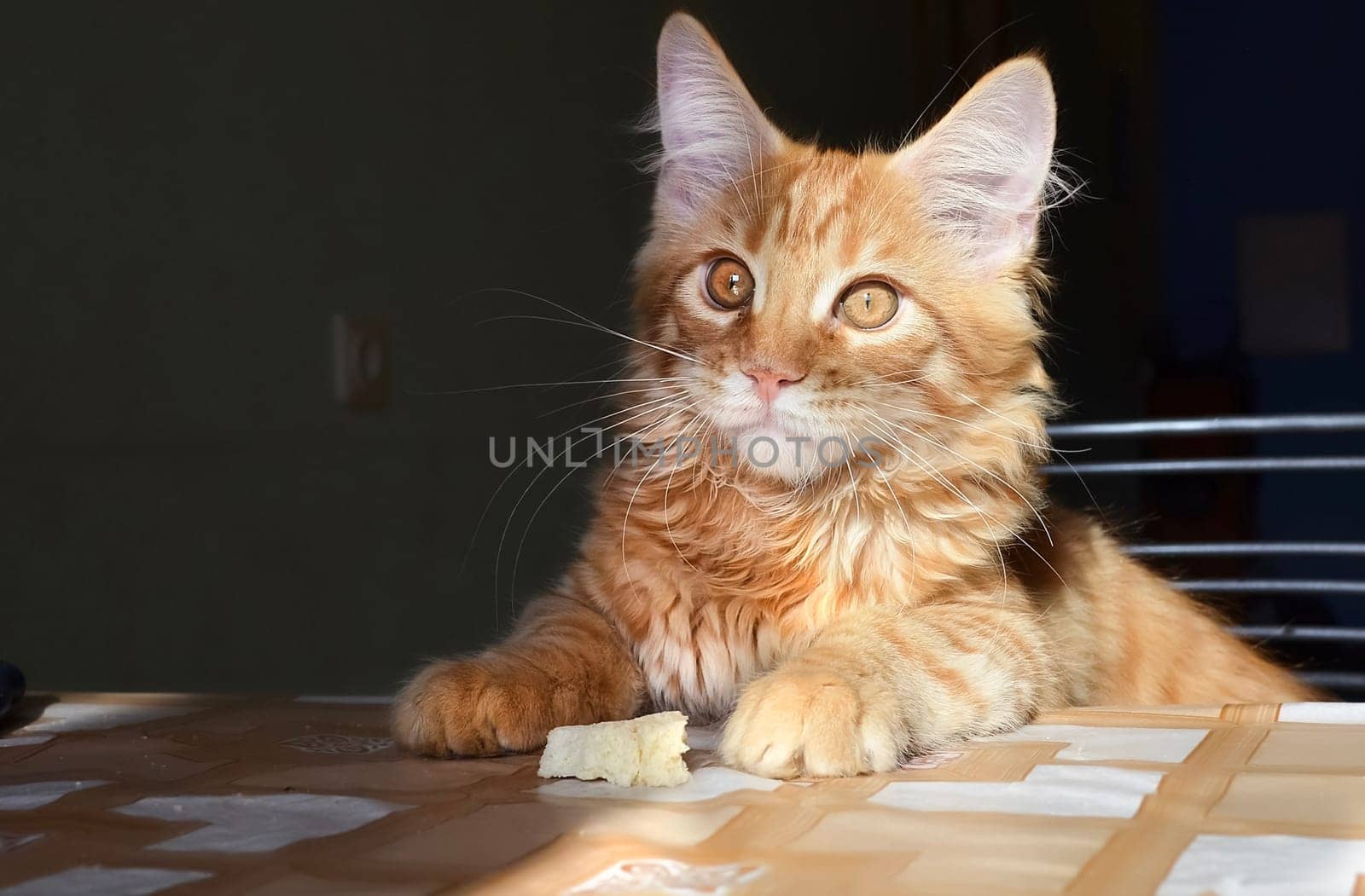 Cats, a lovely fluffy a pets