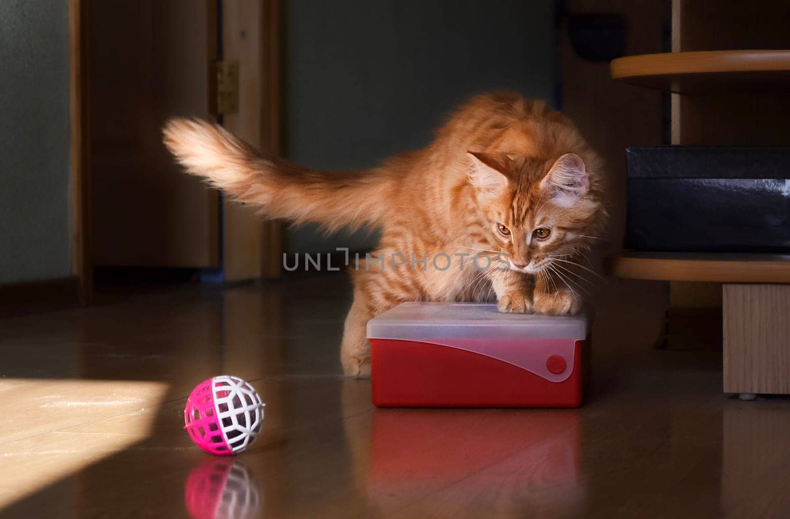 Cats, a lovely fluffy a pets