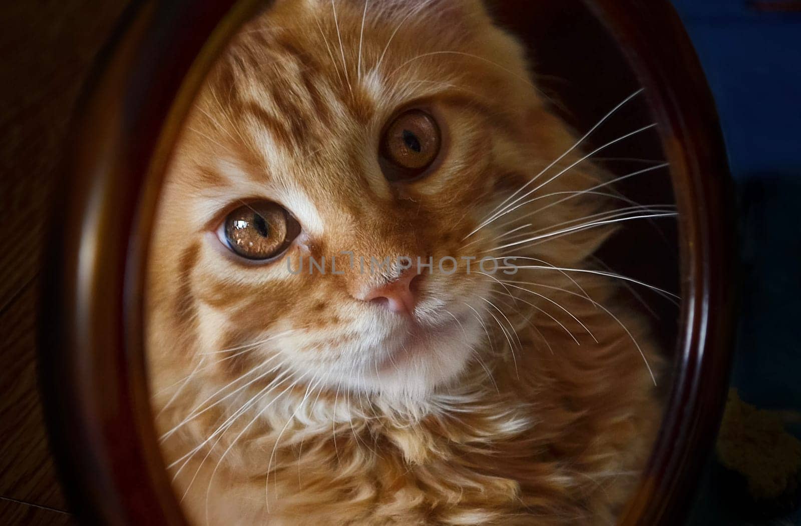 Cats, a lovely fluffy a pets