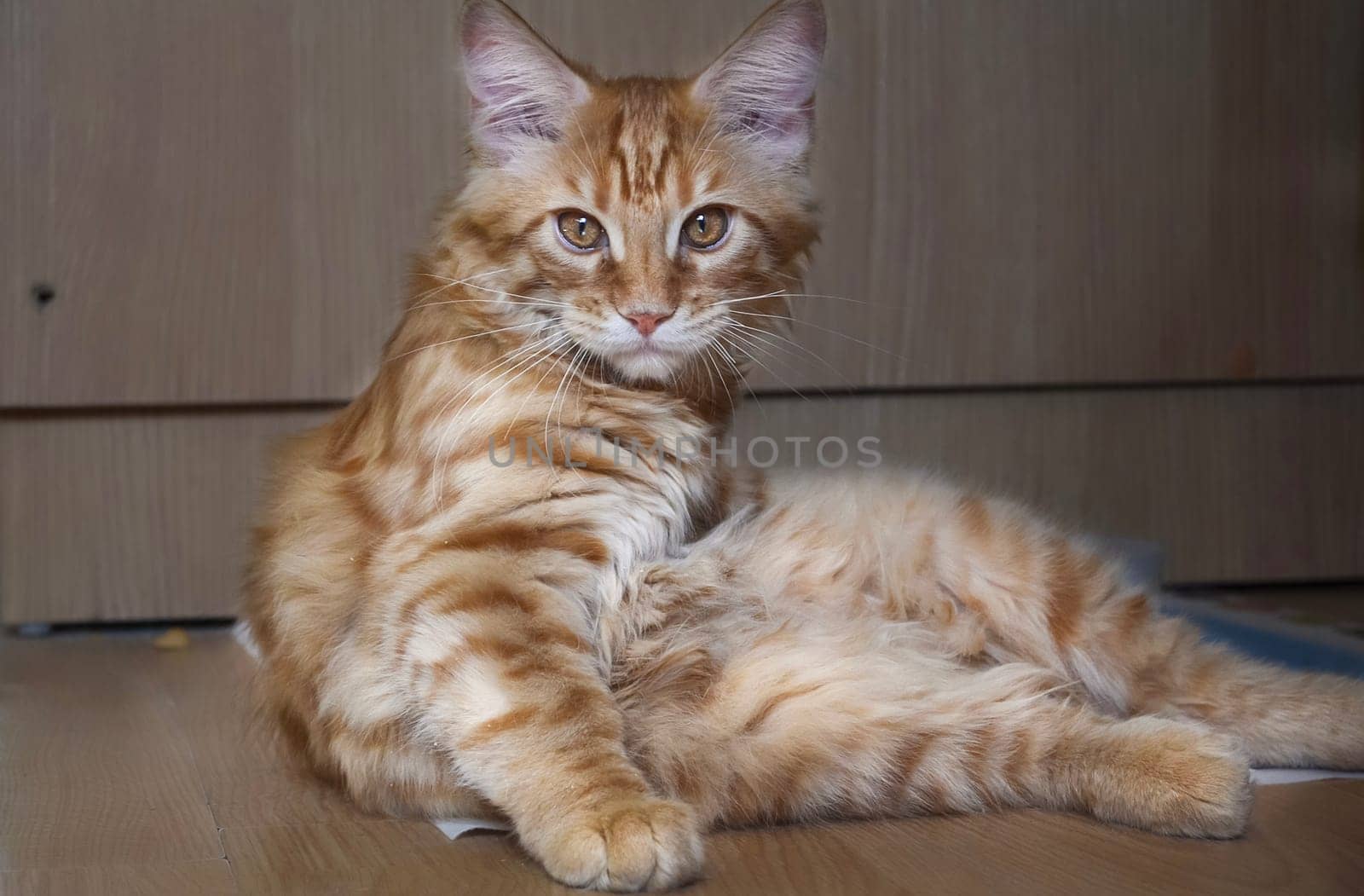 Cats, a lovely fluffy a pets