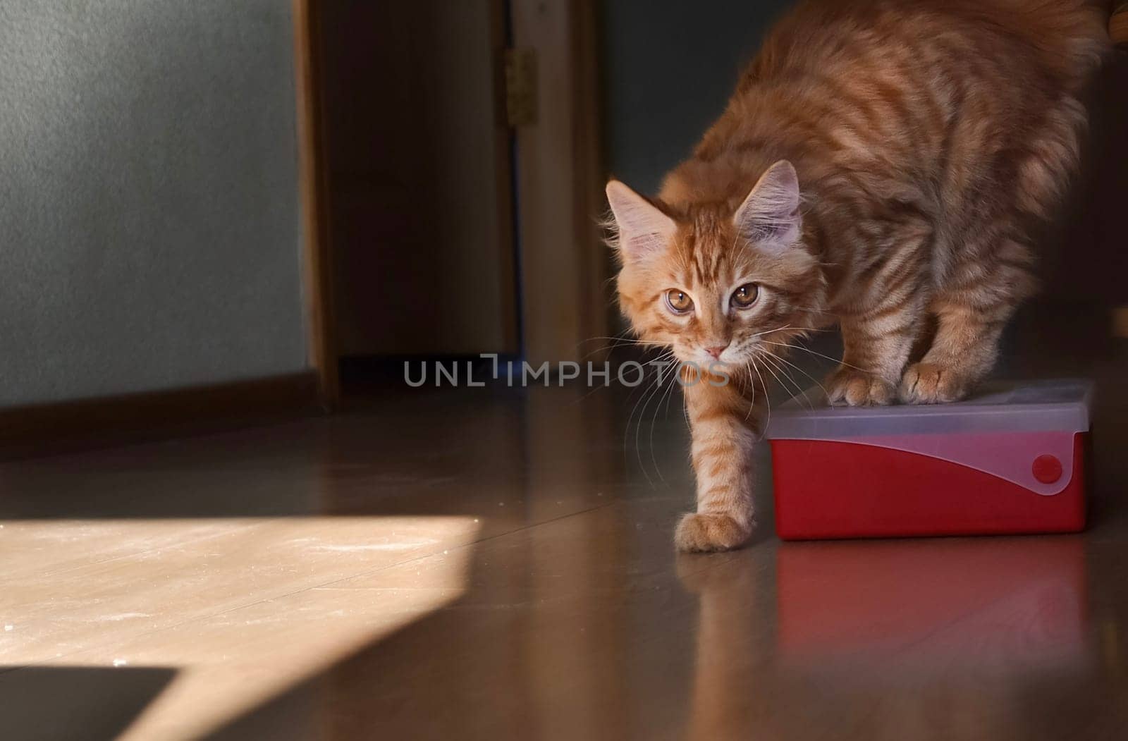 Cats, a lovely fluffy a pets