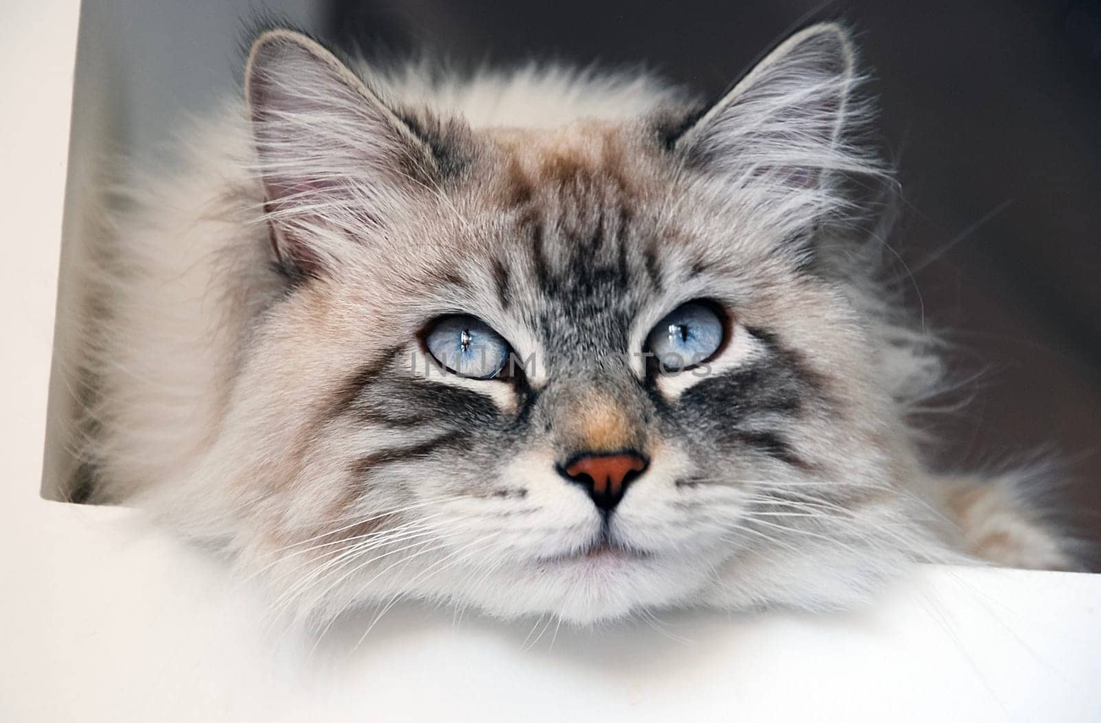 Cats, a lovely fluffy a pets