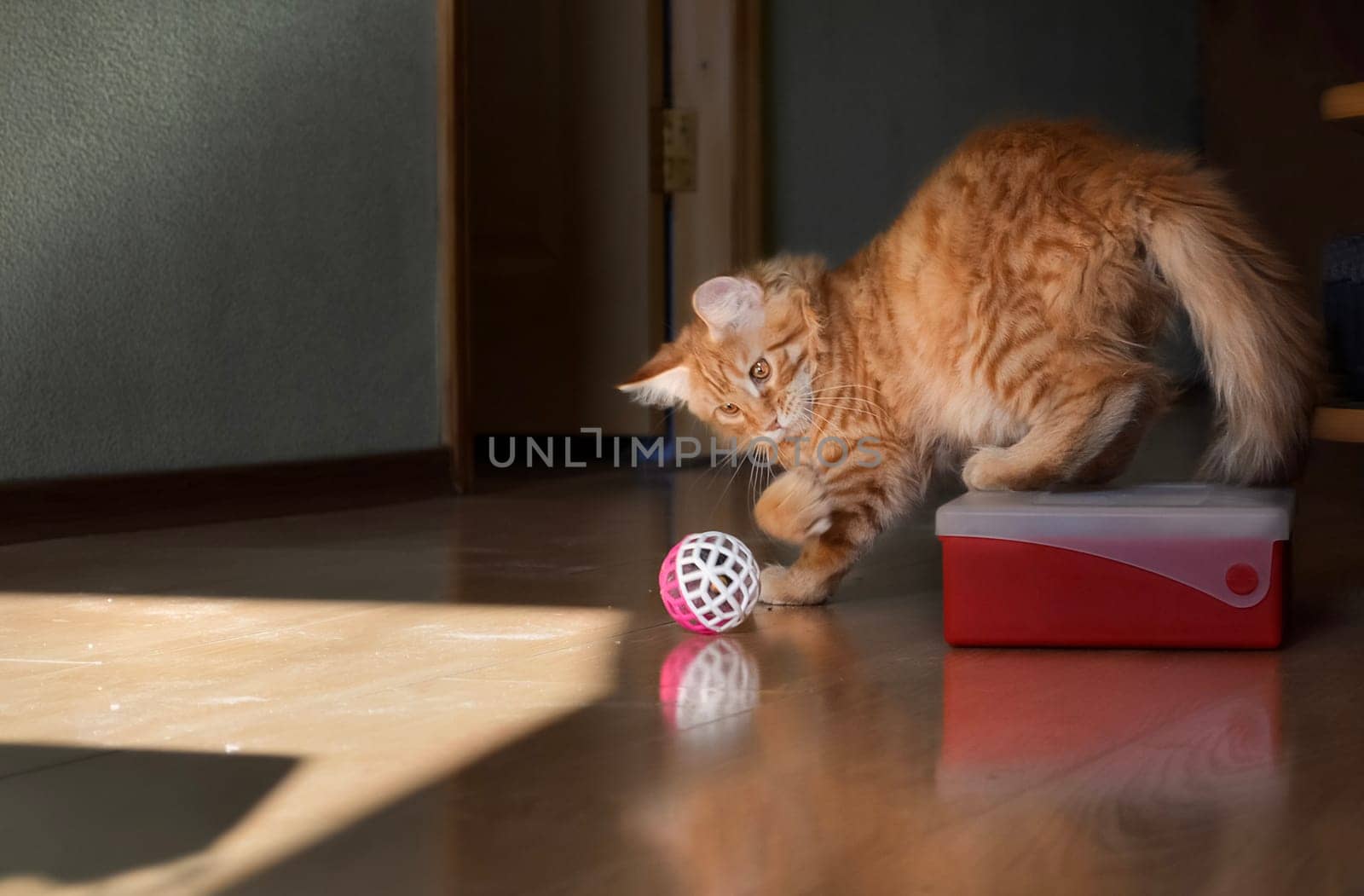 Cats, a lovely fluffy a pets