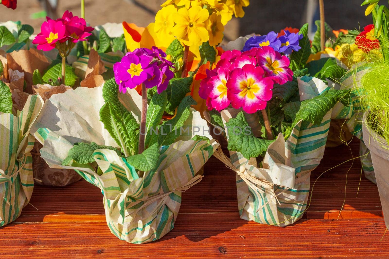 Colorful blooming primroses in flower pots wrapped in paper at a flower market, Closeup, Germany