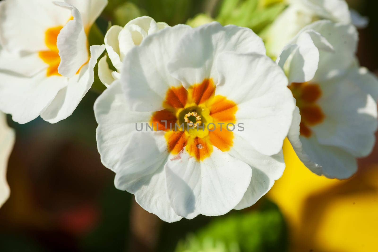 White flowering primroses, Closeup, Germany