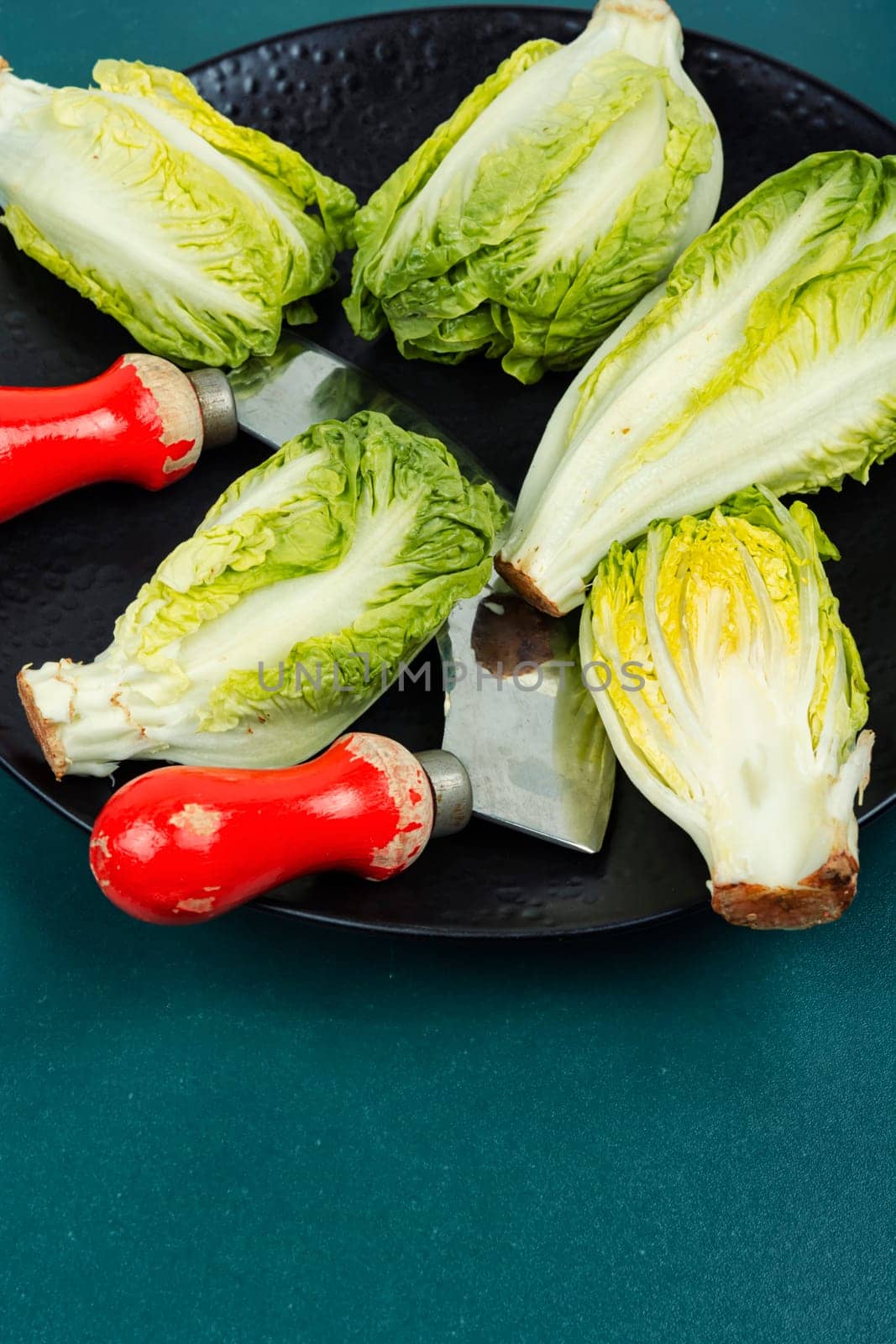 Green Romaine lettuce hearts. Fresh Romaine or cos lettuce