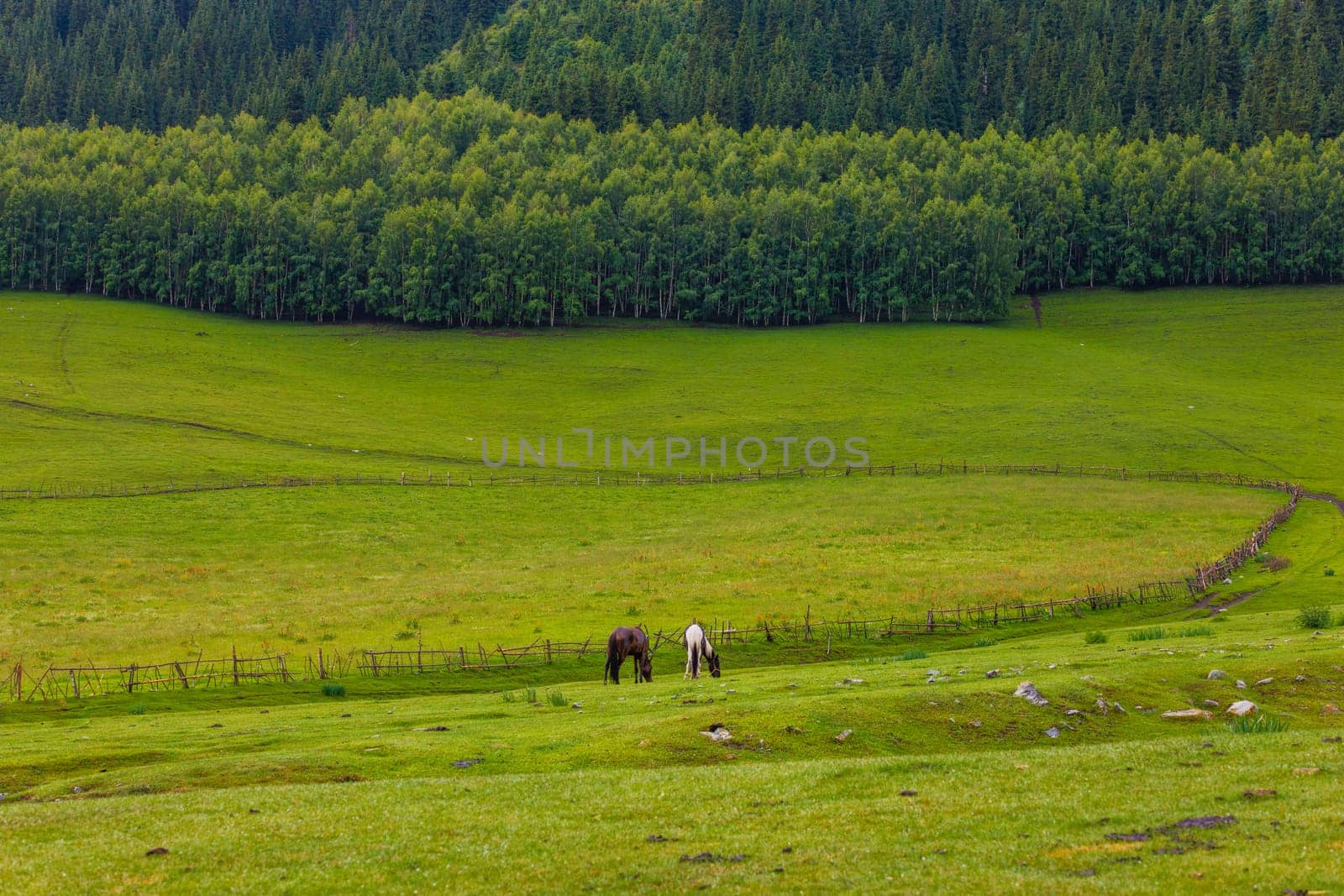 Two horses grazing in a grassy meadow with fence and forest in the background.