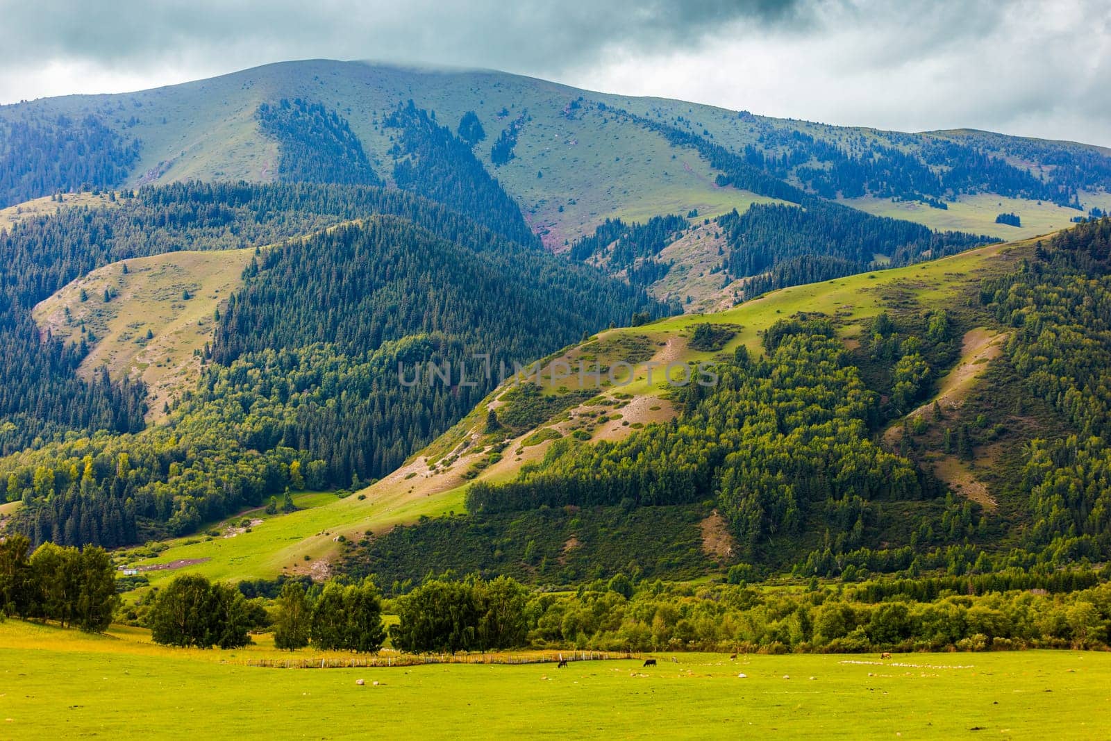 old mountains covered with green grass and mixed forest with few cows grazing at the foot of the mountain