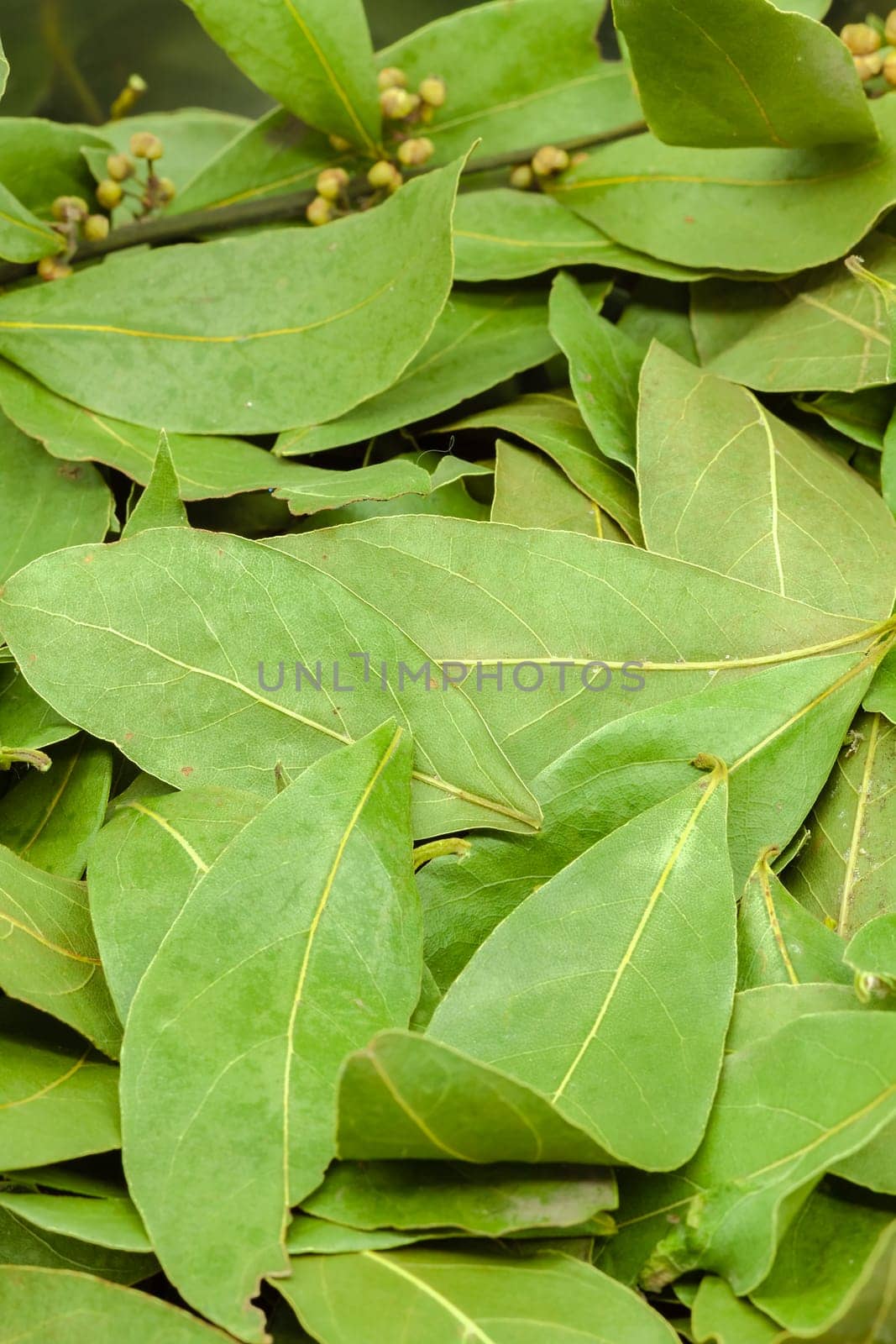 (Multiple values)Semi-dried bay leaves for seasoning used in cooking. Selective focus with shallow depth of field.