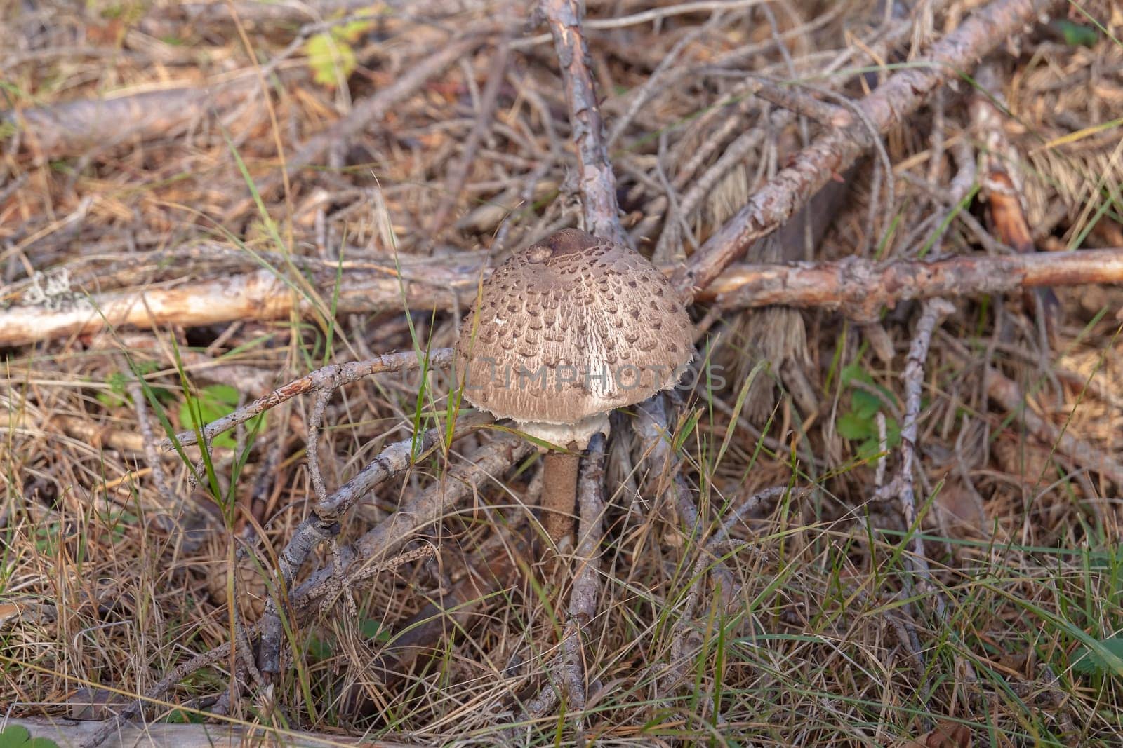 A small forest mushroom grew at the foot of a coniferous tree. Selective focus with shallow depth of field.