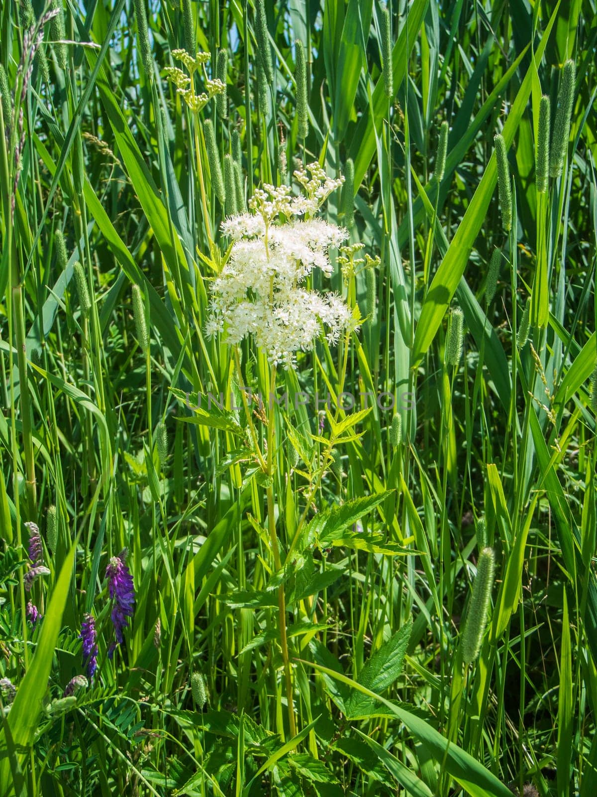 Low angle close-up view of the white-flowering meadowsweet (lat: Filipendula ulmaria) among other various meadow plants in summer sunlight in the Bavarian Allgäu.