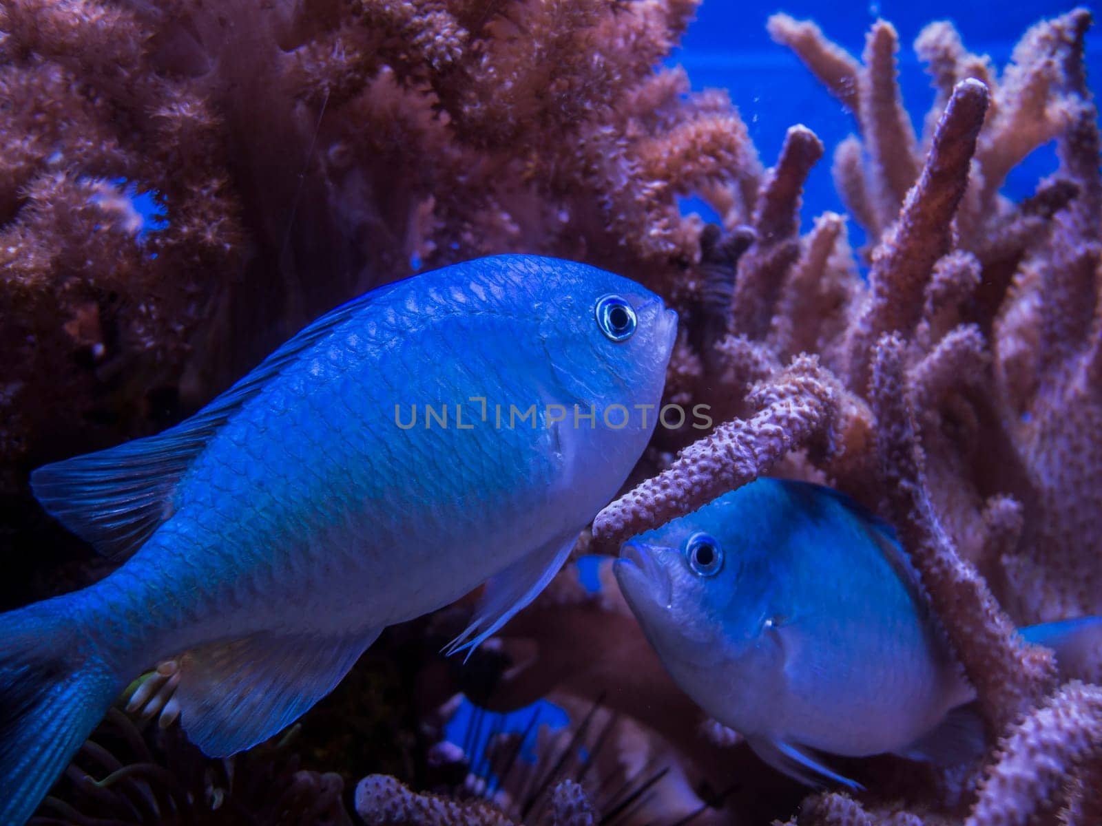 Close view of two small perch between reddish corals.