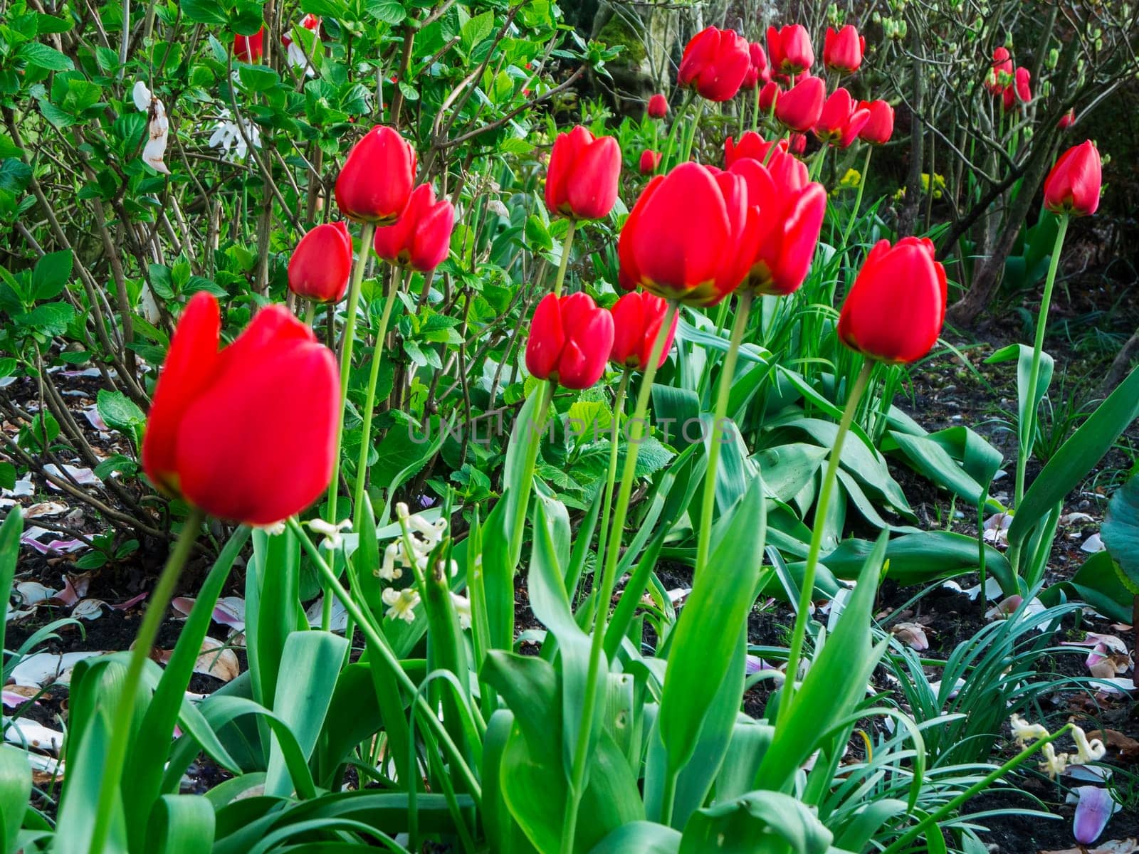 Low angle view of a small tulip bed in the home garden.