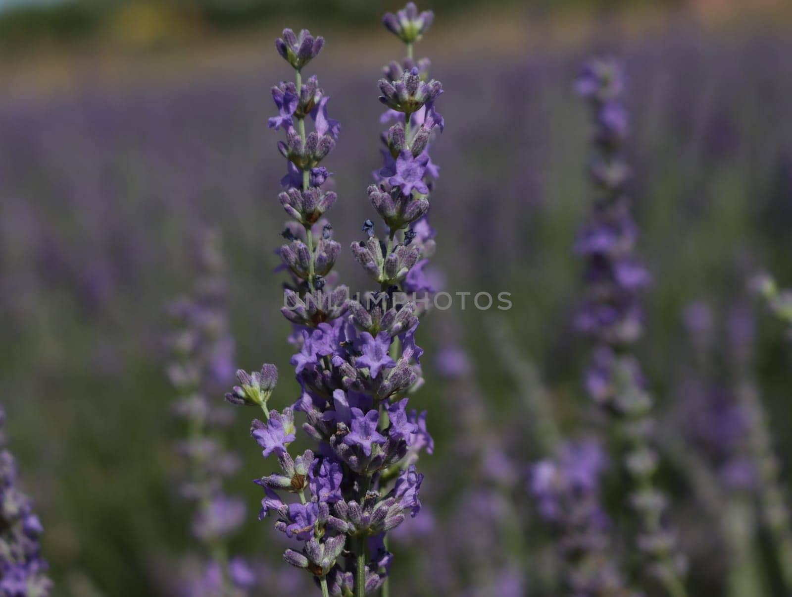 beautiful field lavender flowers aroma natural color insect oils