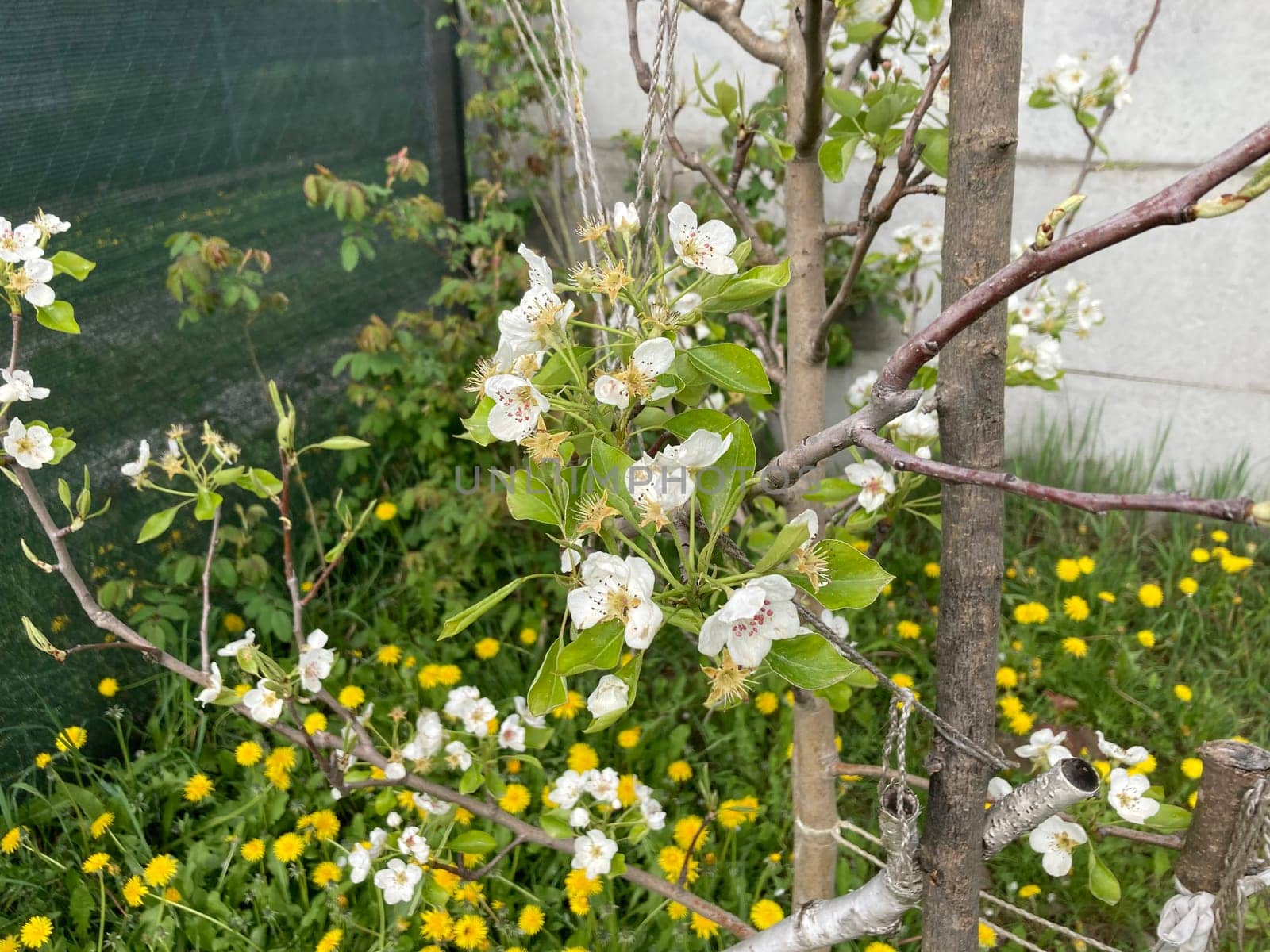 Spring flowers bloomed in a the garden