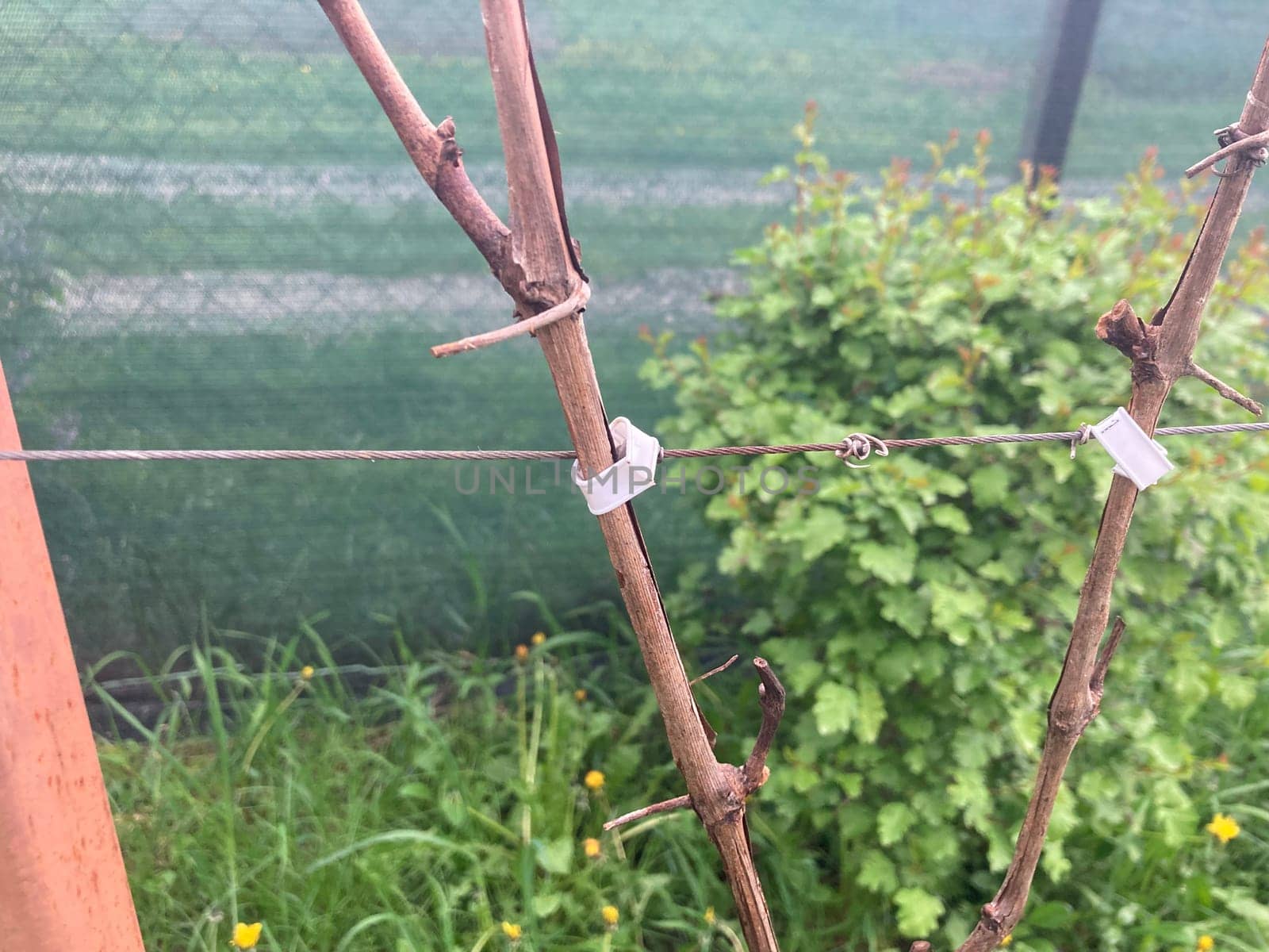 Garter of the young grape stems
