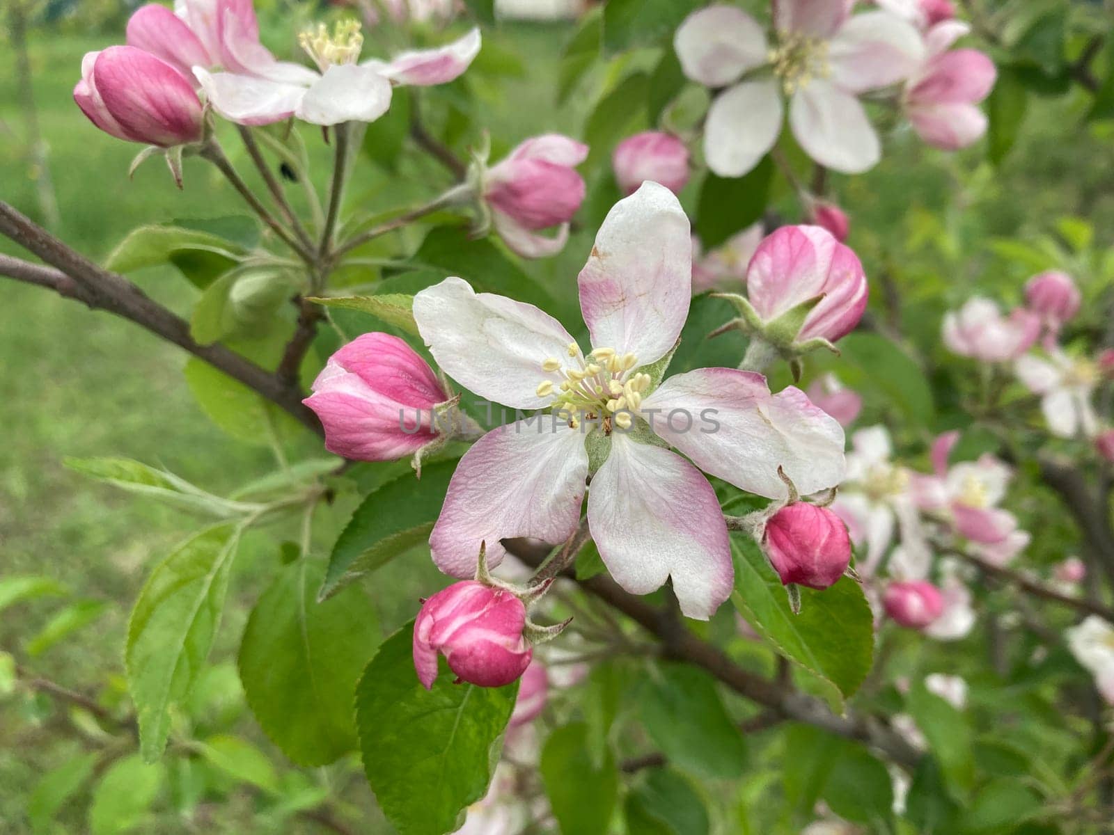 Spring flowers bloomed in a the garden