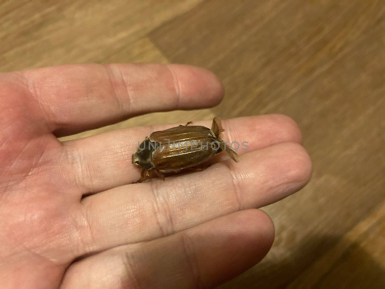 Spring beetle Khrushchev flew into a the house