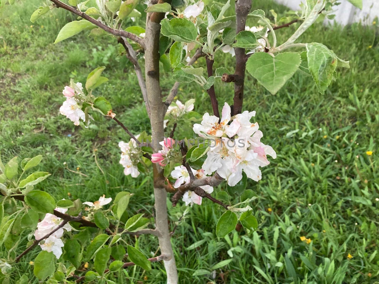 Spring flowers bloomed in a the garden