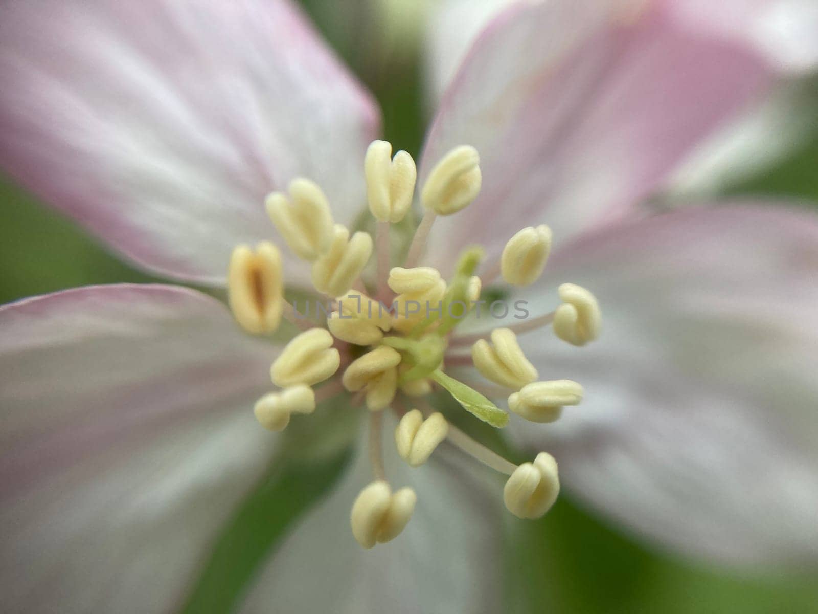 Spring flowers bloomed in a the garden