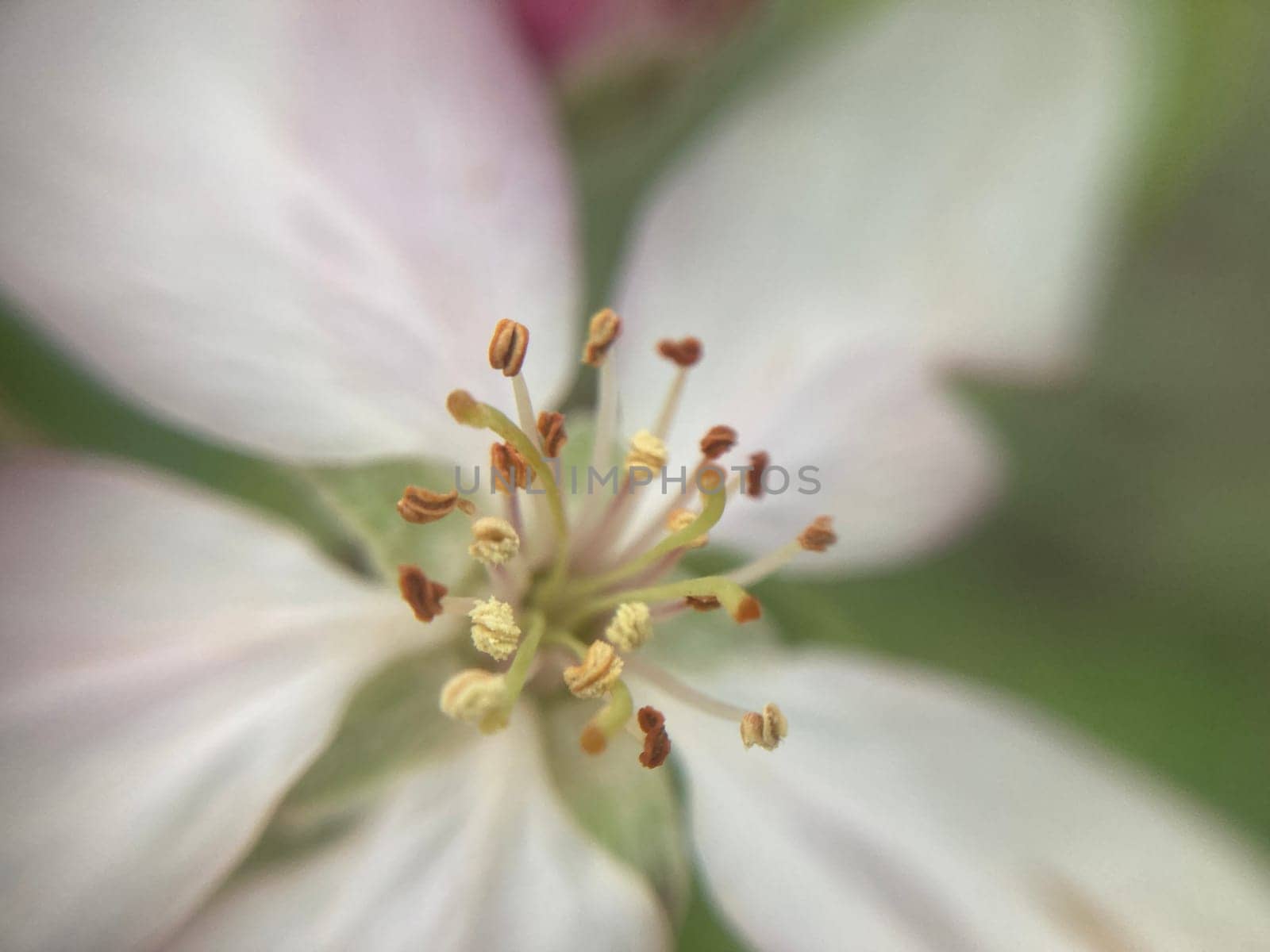 Spring flowers bloomed in a the garden