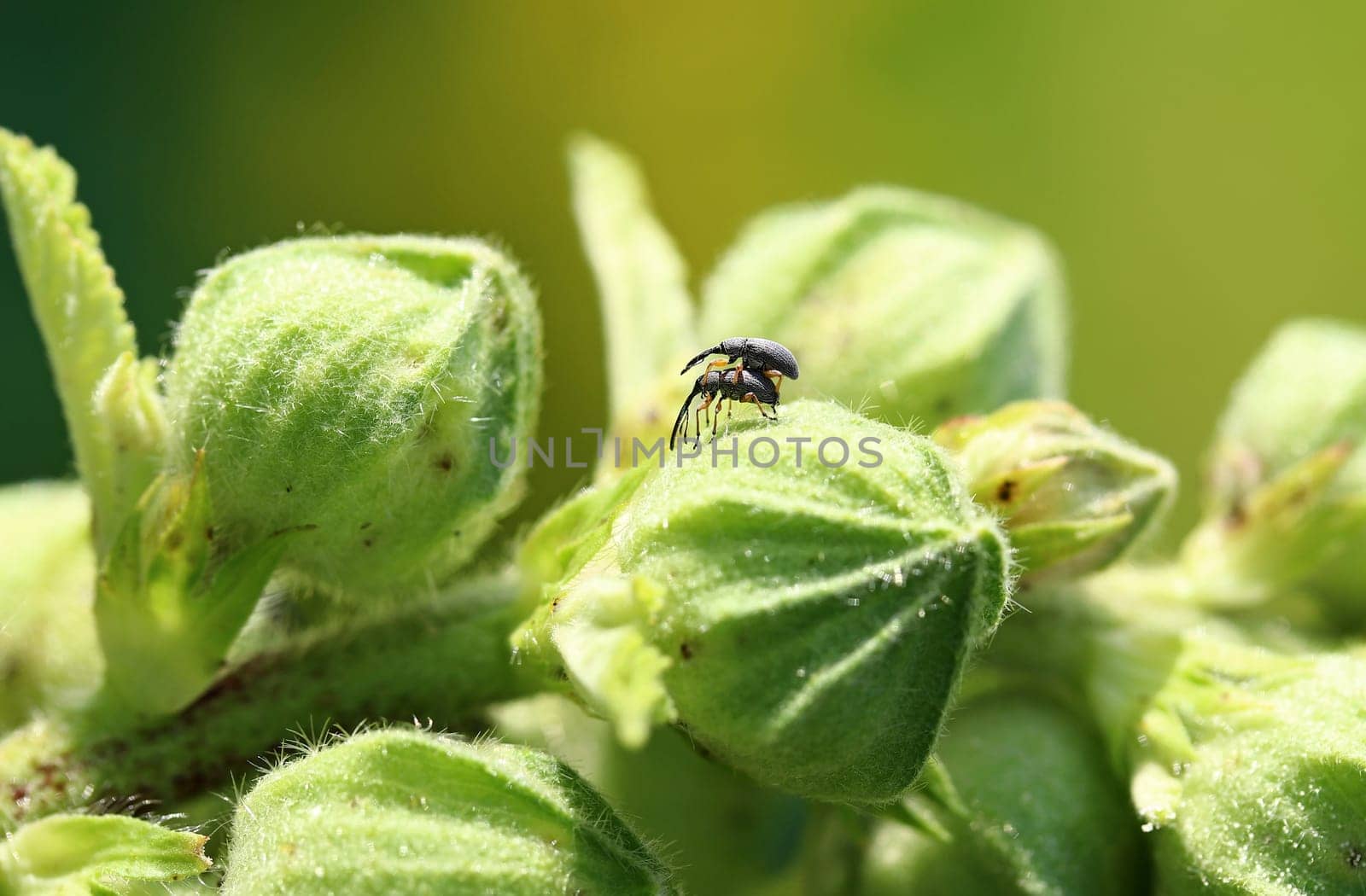 Two long-tailed hollyhock shrews, a species of weevil, mating on a hollyhock bud