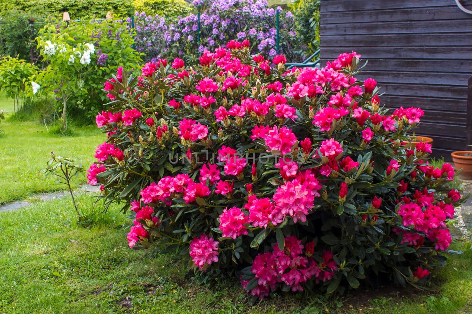 Blooming pink rhododendron flowers in a garden