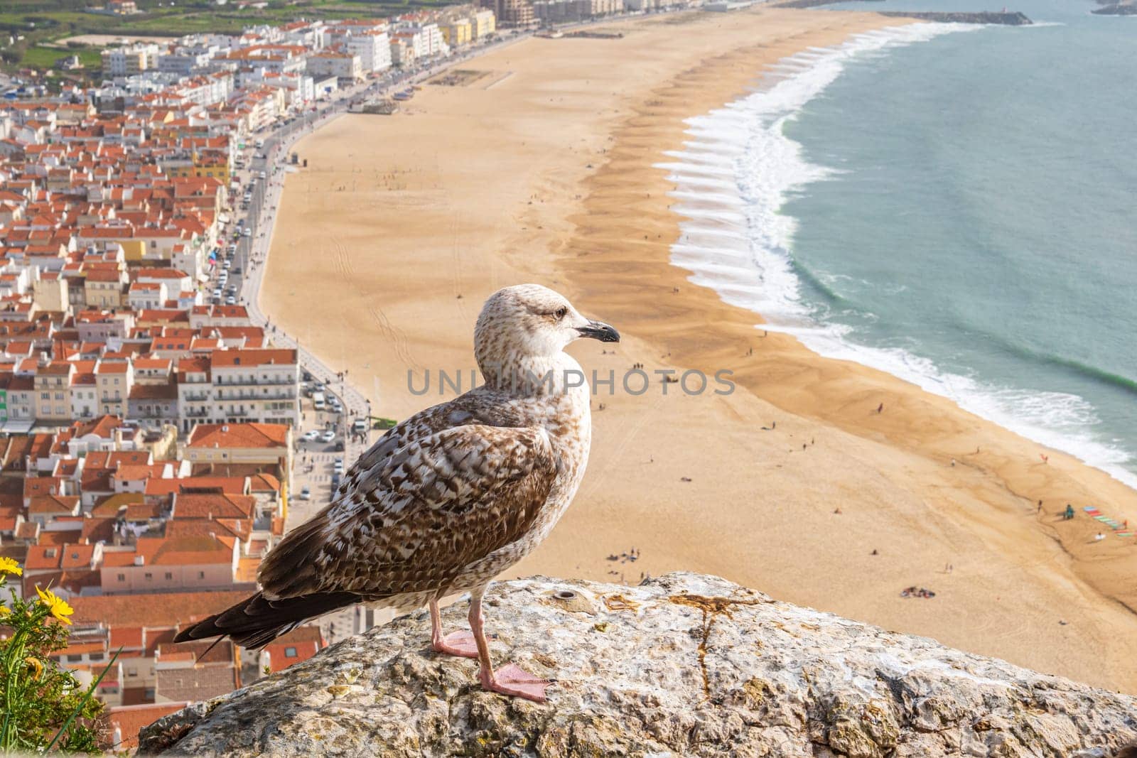 Yellow-legged gull observing the ocean in aerial view of the town of Nazaré in Algarve, Portugal