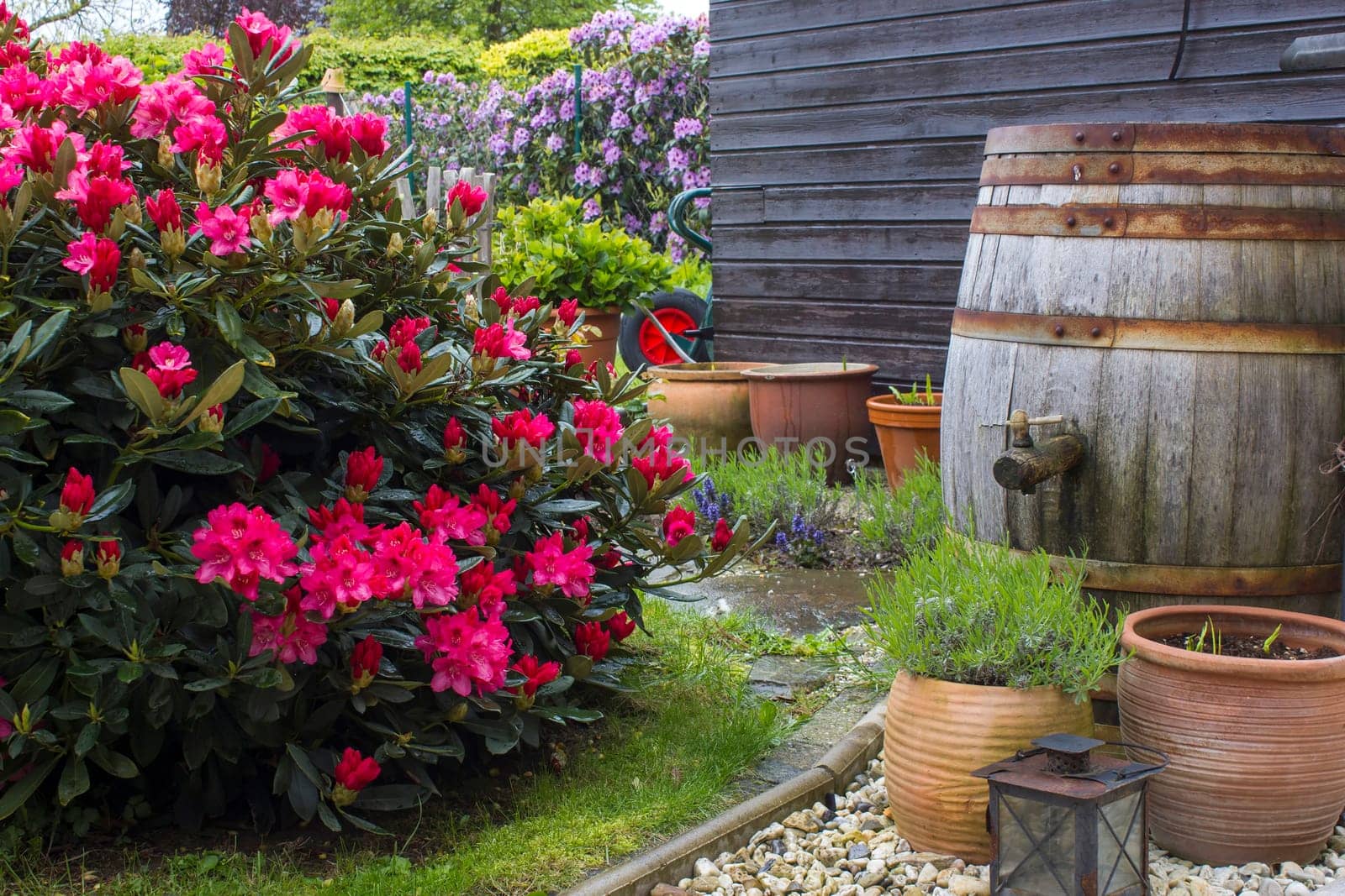 Rustic garden -  blooming pink rhododendron flowers