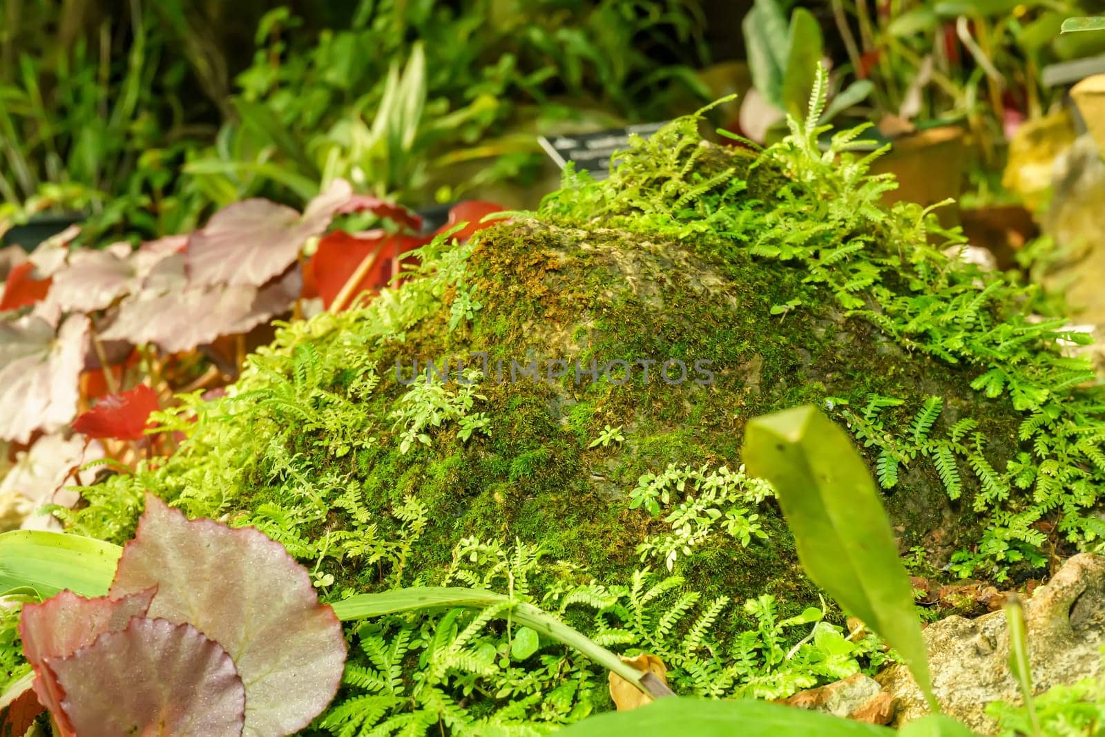 Moss and ferns growing in the rock indicate the fertility of the forest.