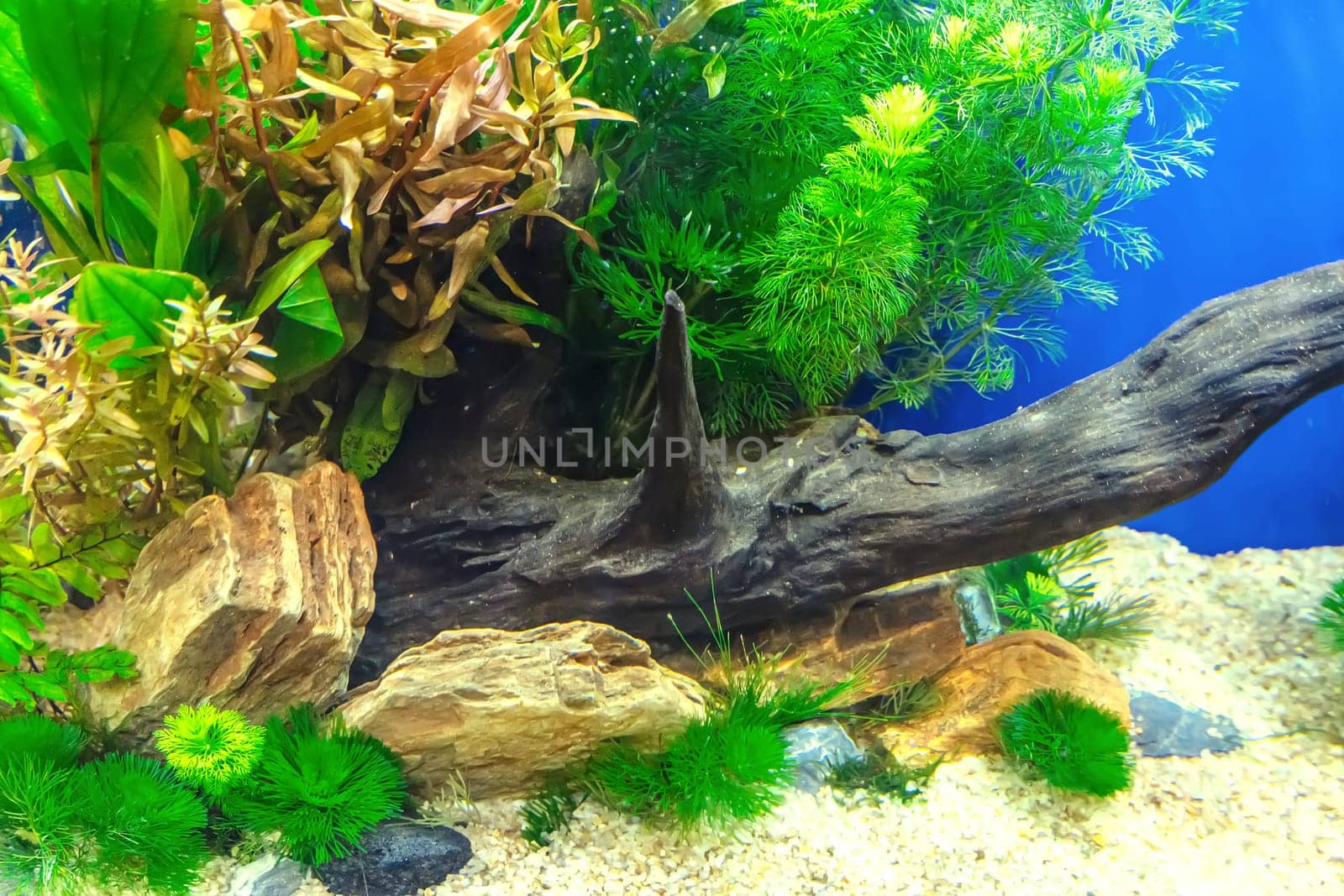 Underwater landscape nature forest style aquarium tank with a variety of aquatic plants, stones and herb decorations.