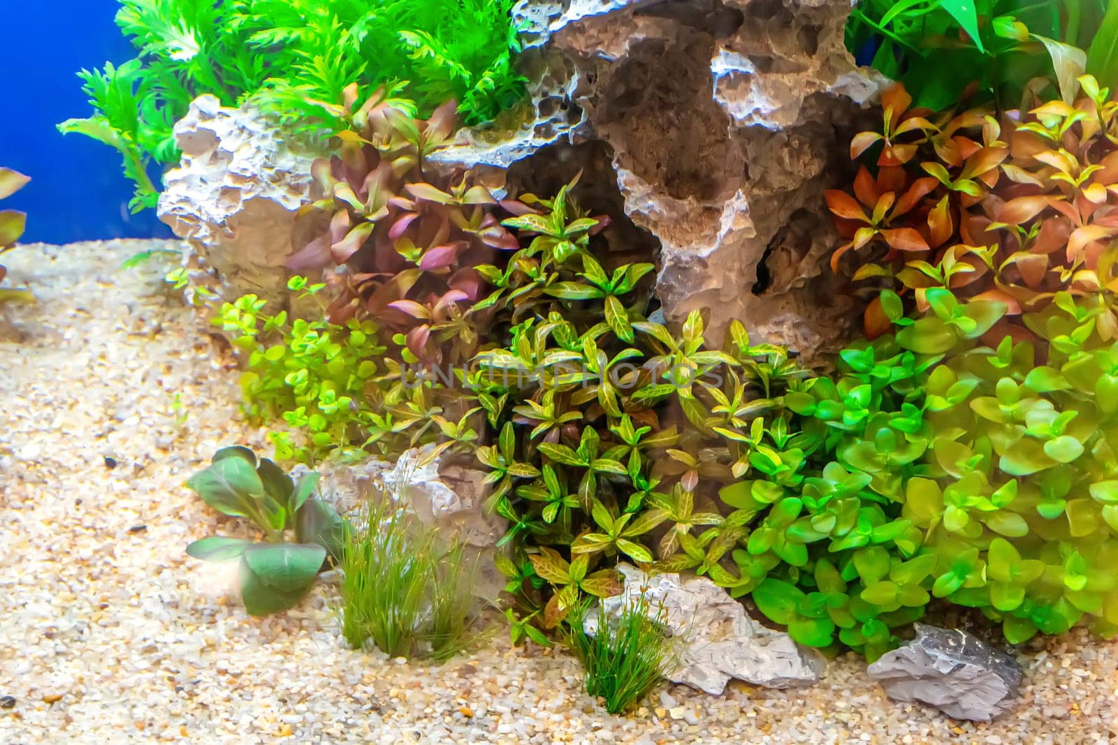 Underwater landscape nature forest style aquarium tank with a variety of aquatic plants, stones and herb decorations.